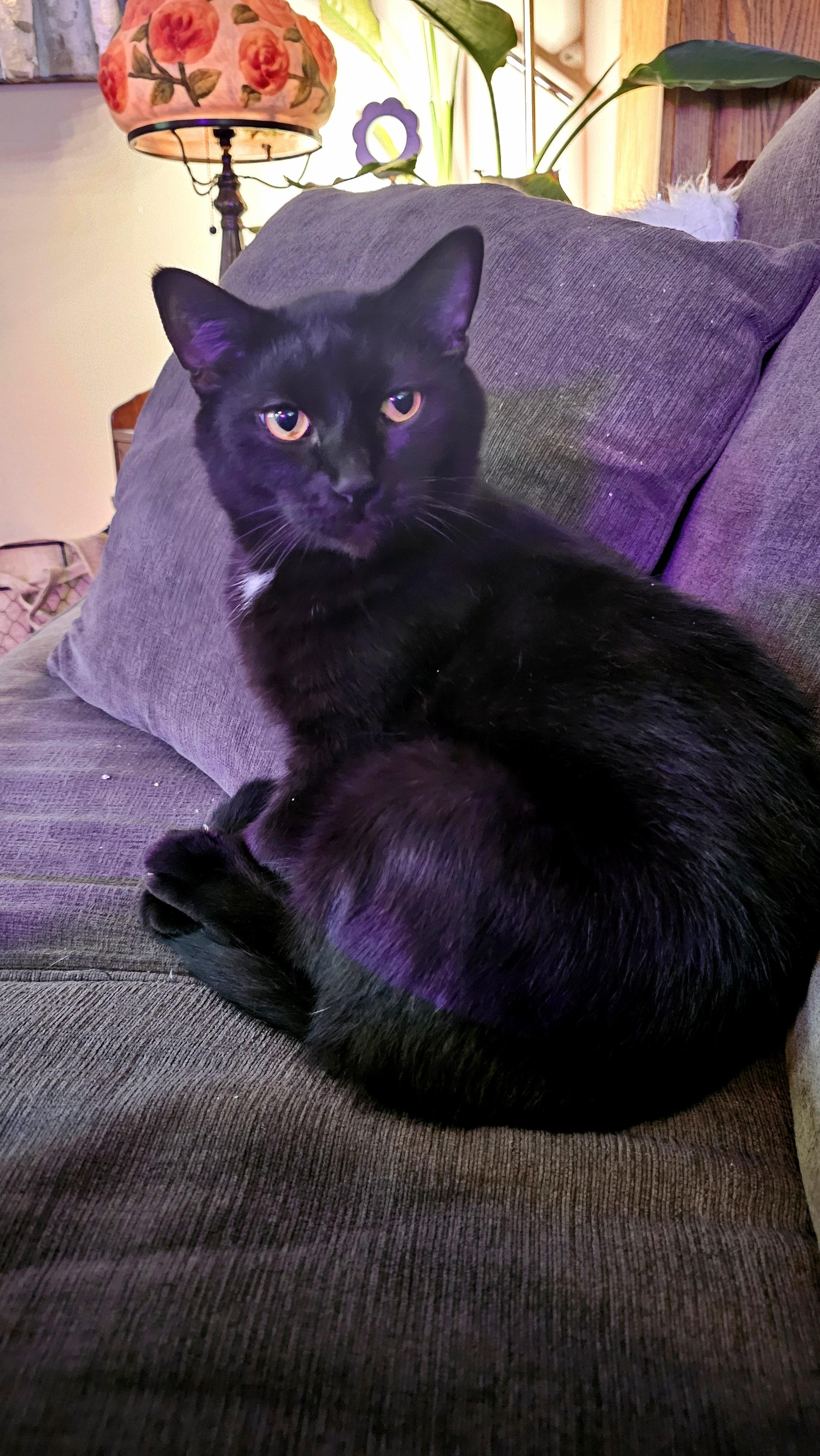 Enlarge Skidder, a ADOPTABLE Domestic Short Hair in Nanaimo, BC image 5/6