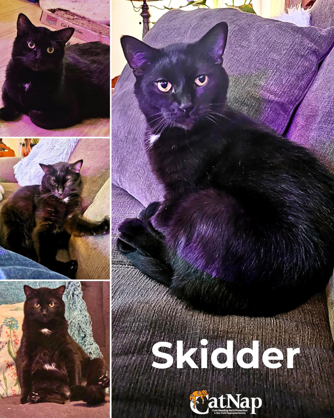 Skidder, ADOPTABLE, Adult Male Domestic Short Hair.