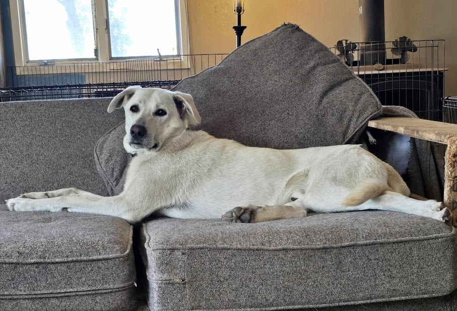 Enlarge Ollie, a Adoptable mixed breed in Watertown, SD image 3/6