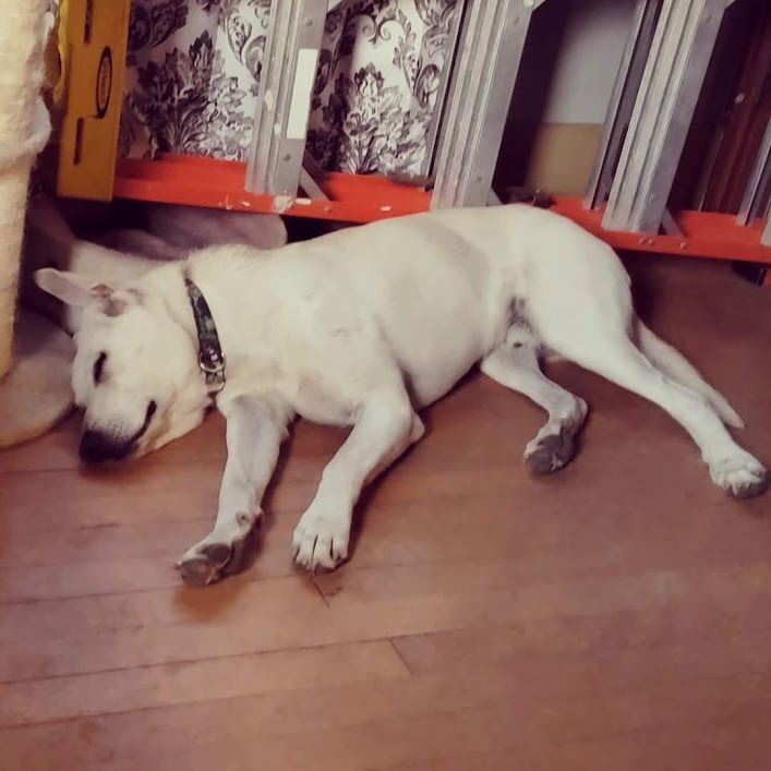 Enlarge Ollie, a Adoptable mixed breed in Watertown, SD image 5/6