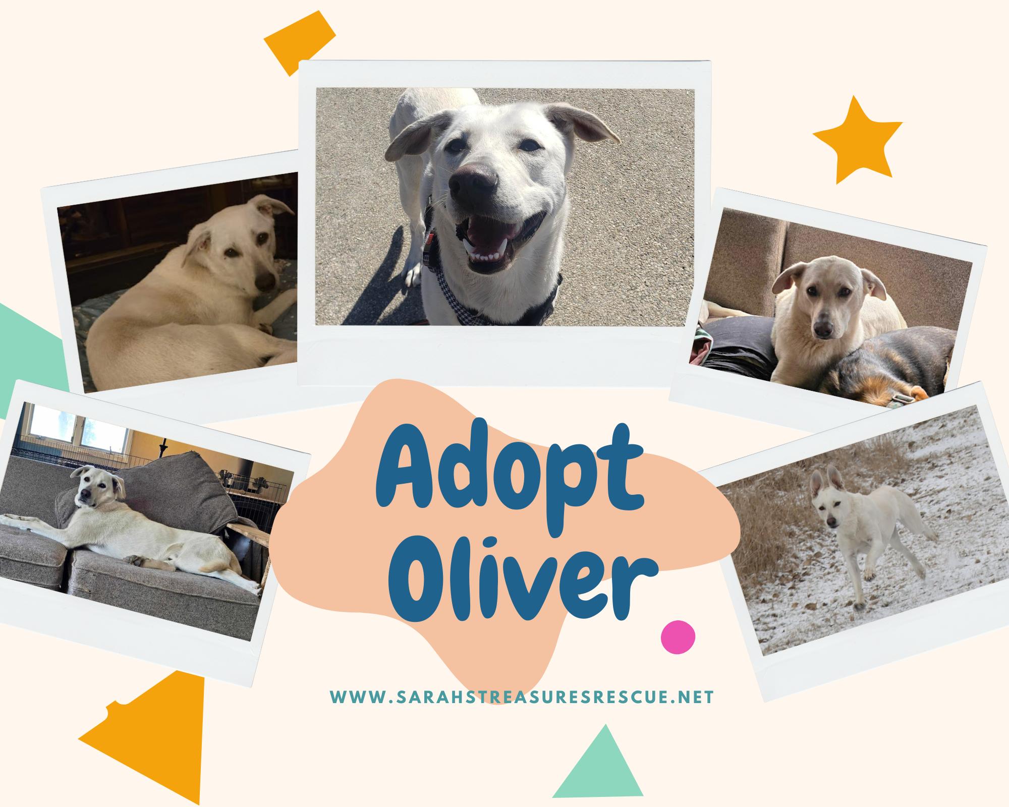 Enlarge Ollie, a Adoptable mixed breed in Watertown, SD image 4/6