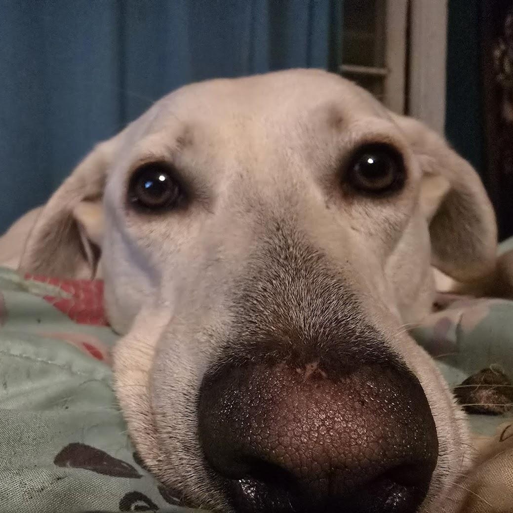 Ollie, Adoptable, Adult Male Labrador Retriever & Husky.