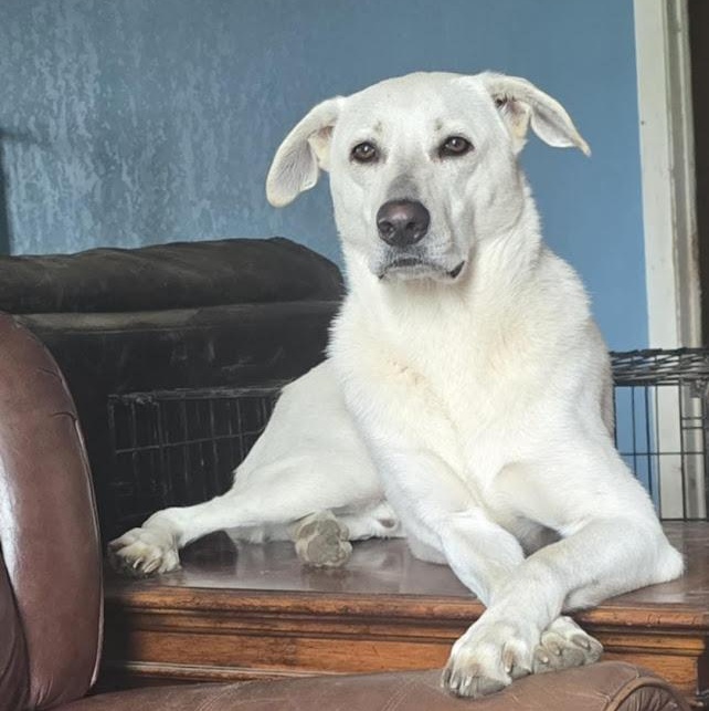 Enlarge Ollie, a Adoptable mixed breed in Watertown, SD image 1/6