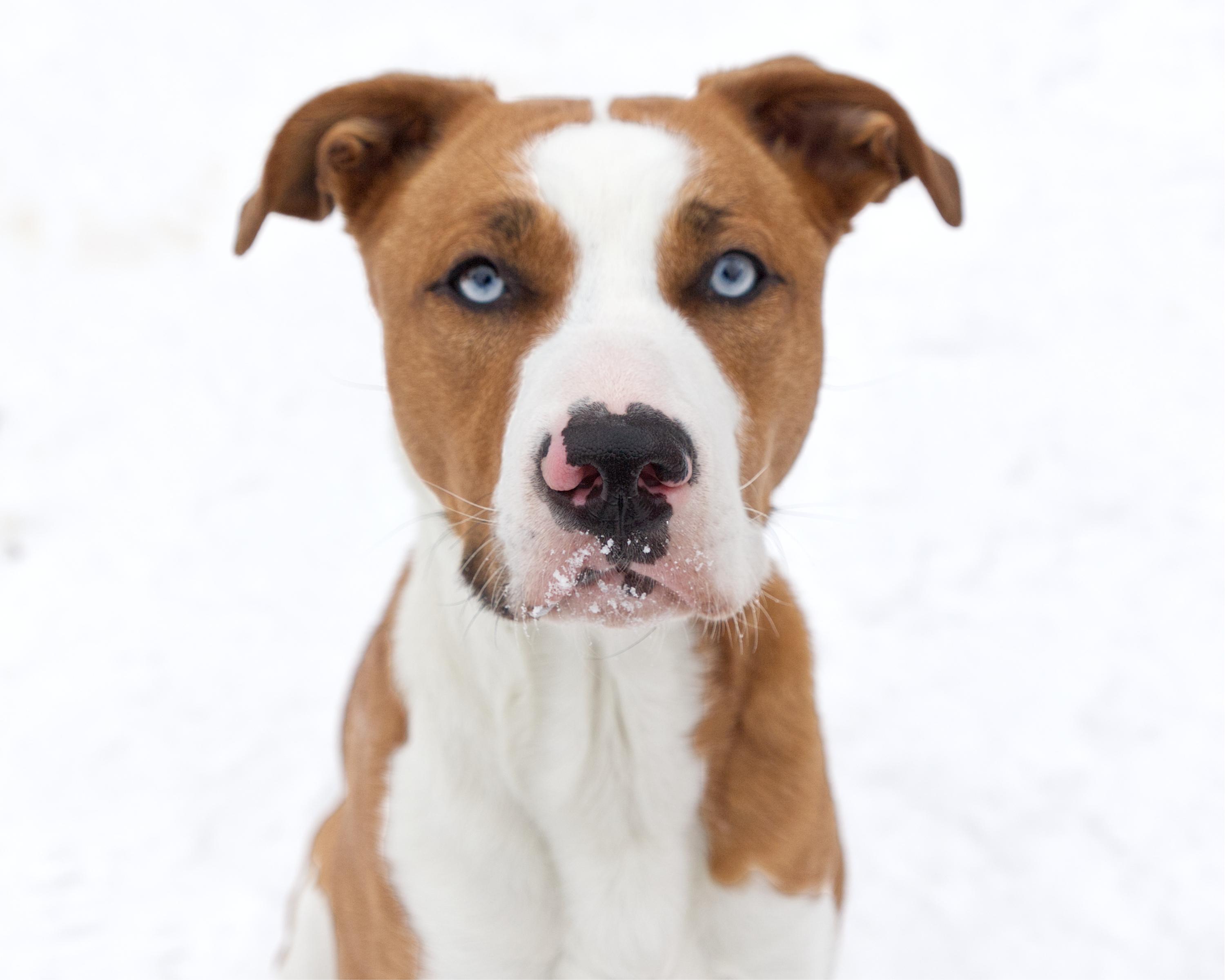 Cinderella, adoptable, Adult Female American Bulldog.