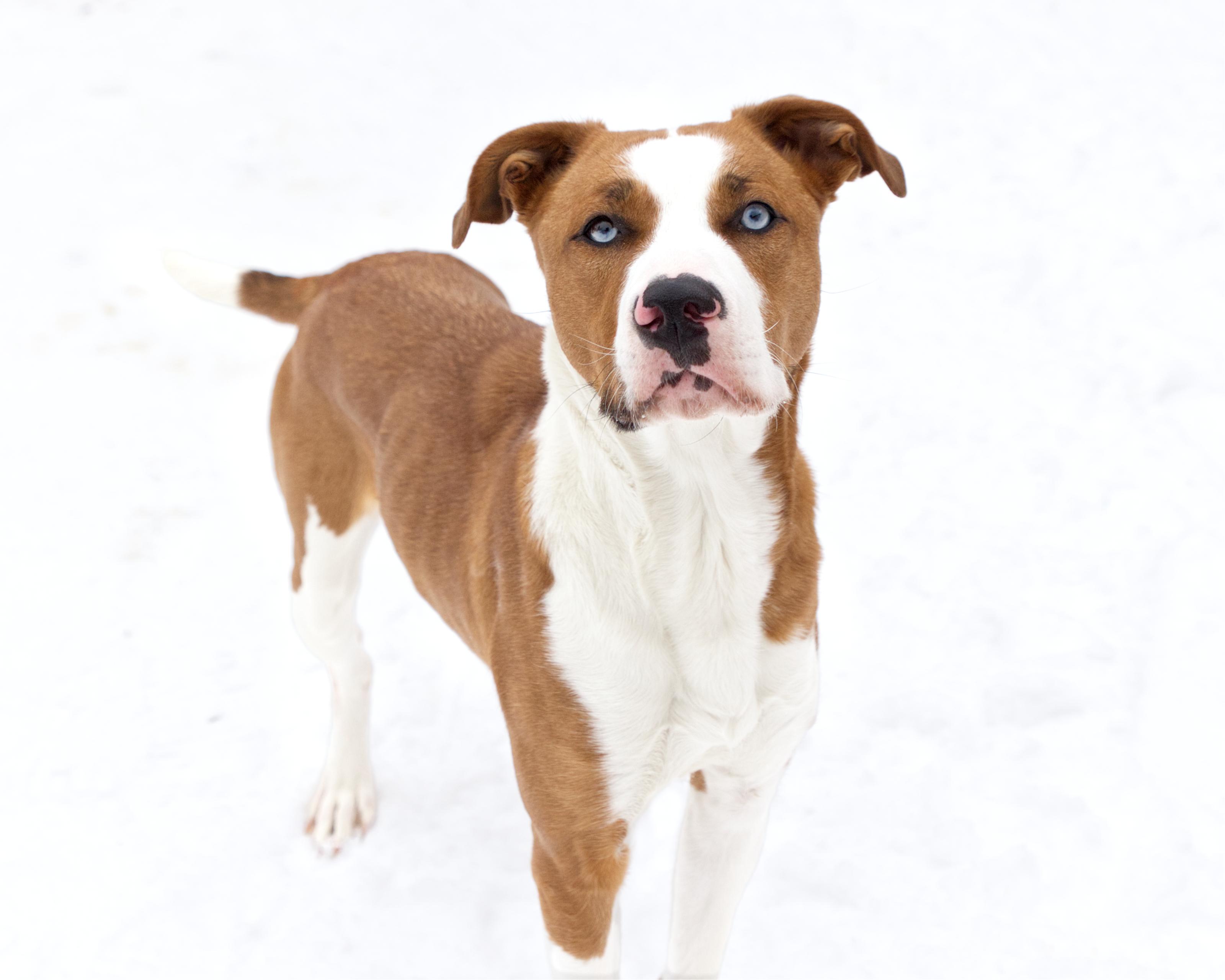 Enlarge Cinderella, an adoptable mixed breed in Winnipeg, MB image 2/3