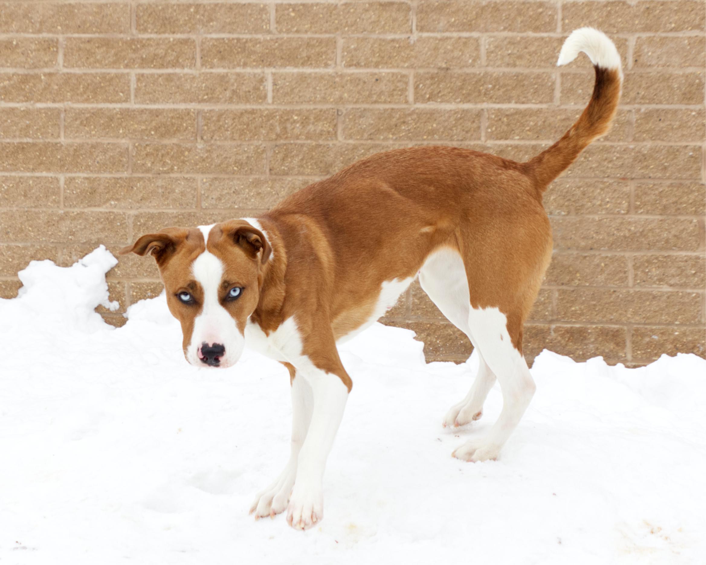 Enlarge Cinderella, an adoptable mixed breed in Winnipeg, MB image 3/3