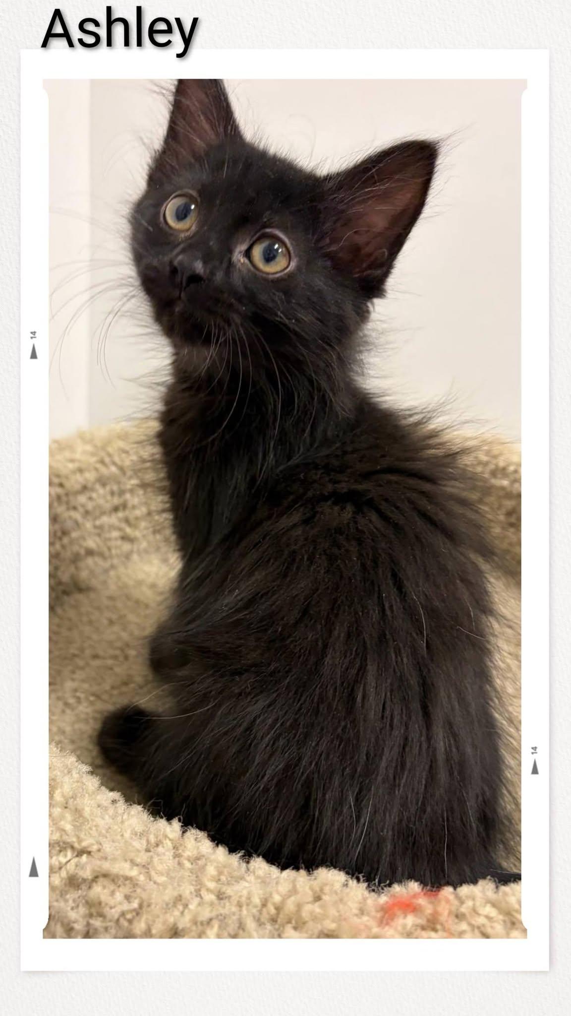 Ashley, Adoptable, Young Female Domestic Short Hair.