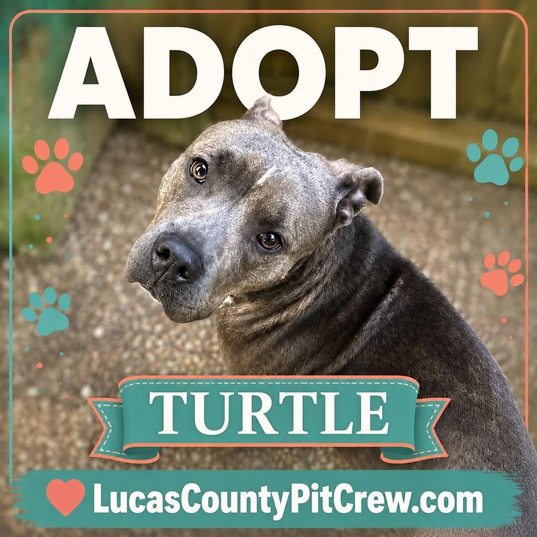 Turtle photo