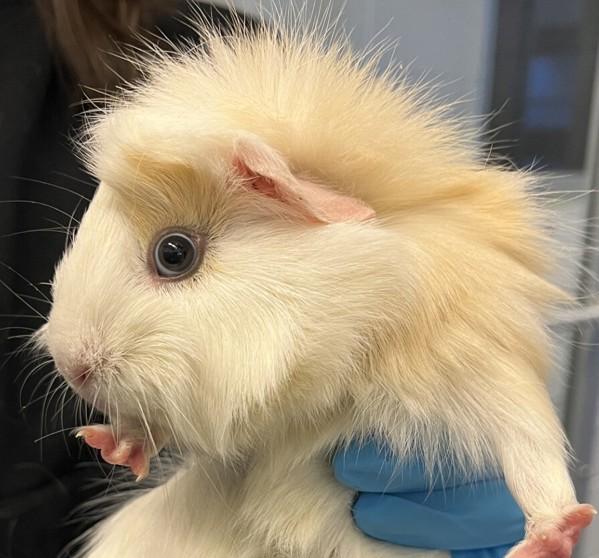 Enlarge Denise, a Adoptable mixed breed in Golden, CO image 1/1