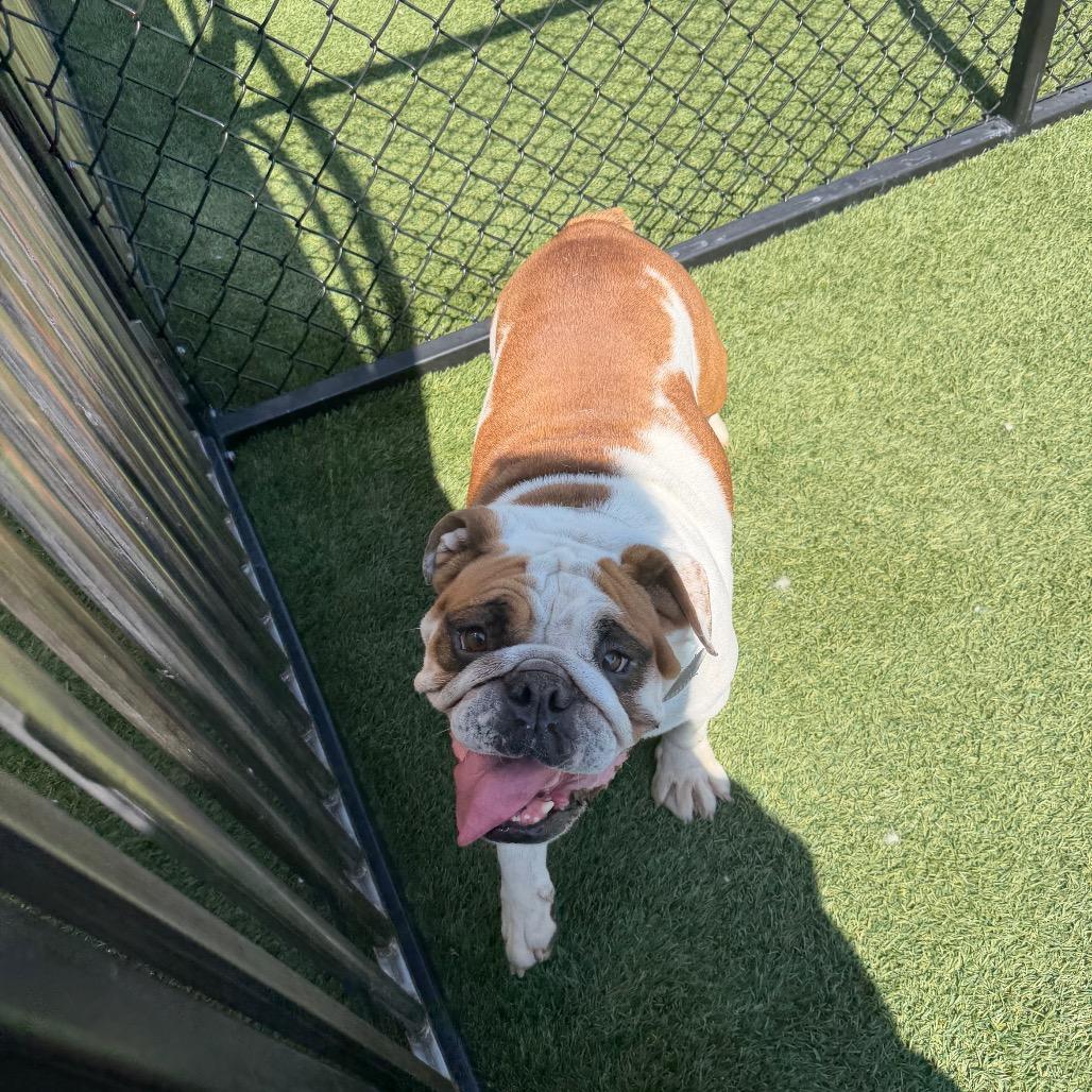 Abby, Adopted, Adult Female English Bulldog.