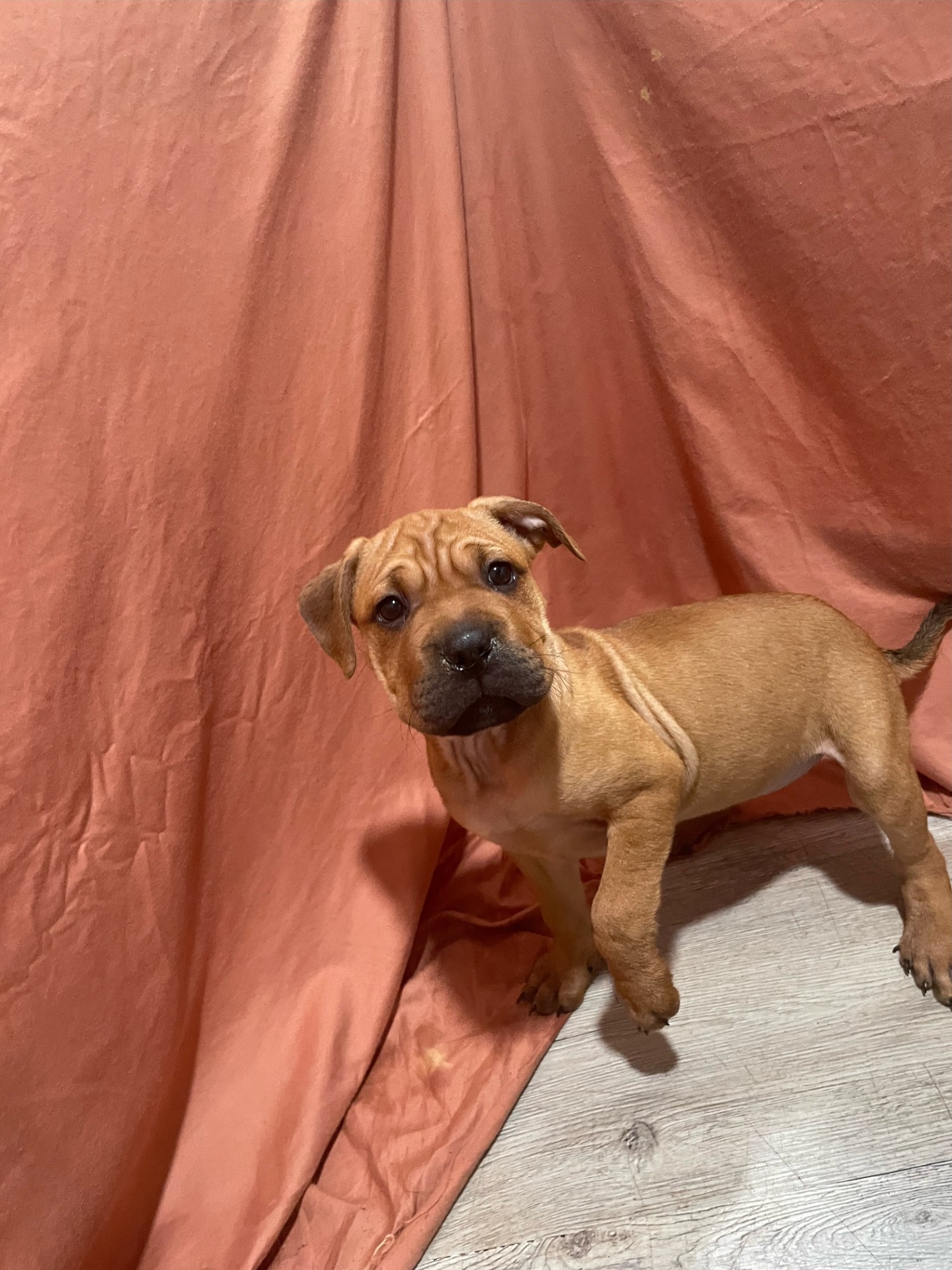 Liberty-6930, an adopted Shar-Pei in Lindenhurst, NY_image-1