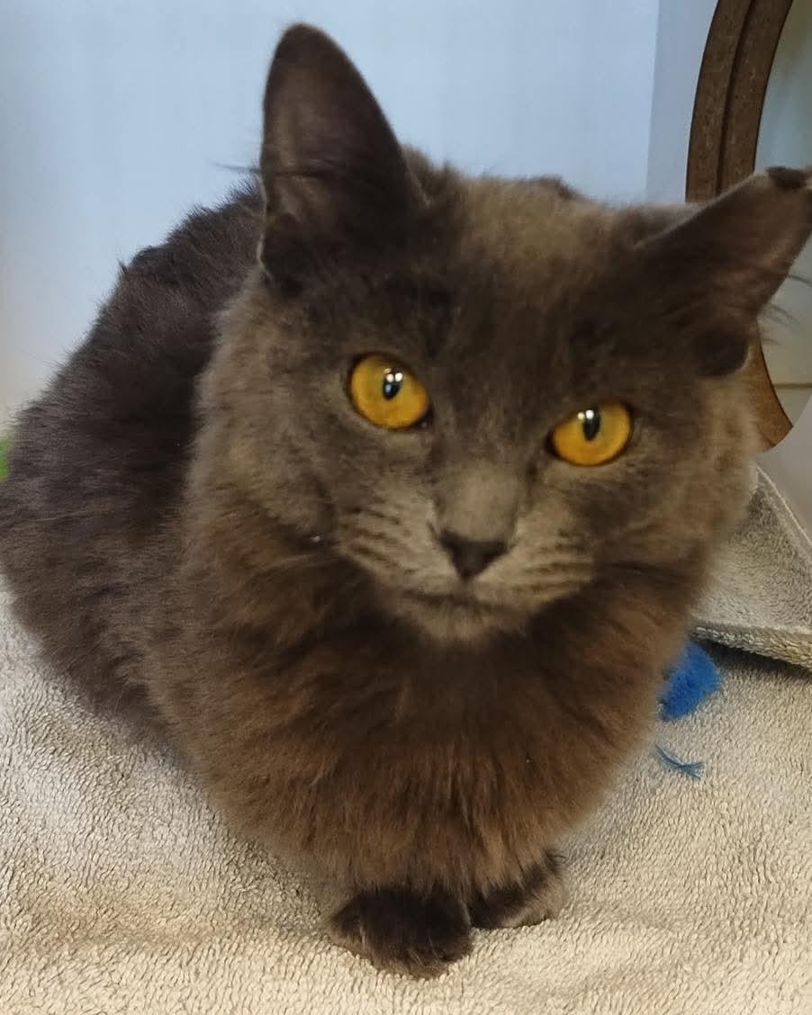 Sydney, adopted, Young Female Domestic Medium Hair.