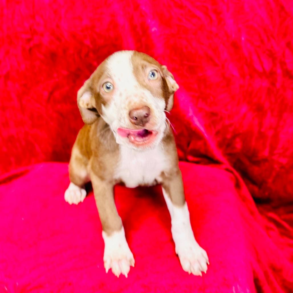 Arya, Adoptable, Puppy Female Hound & Mixed Breed.