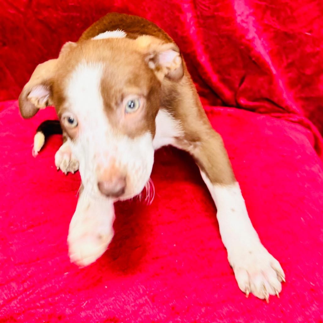 Enlarge Arya, a Adoptable mixed breed in Franklin, NC image 3/6