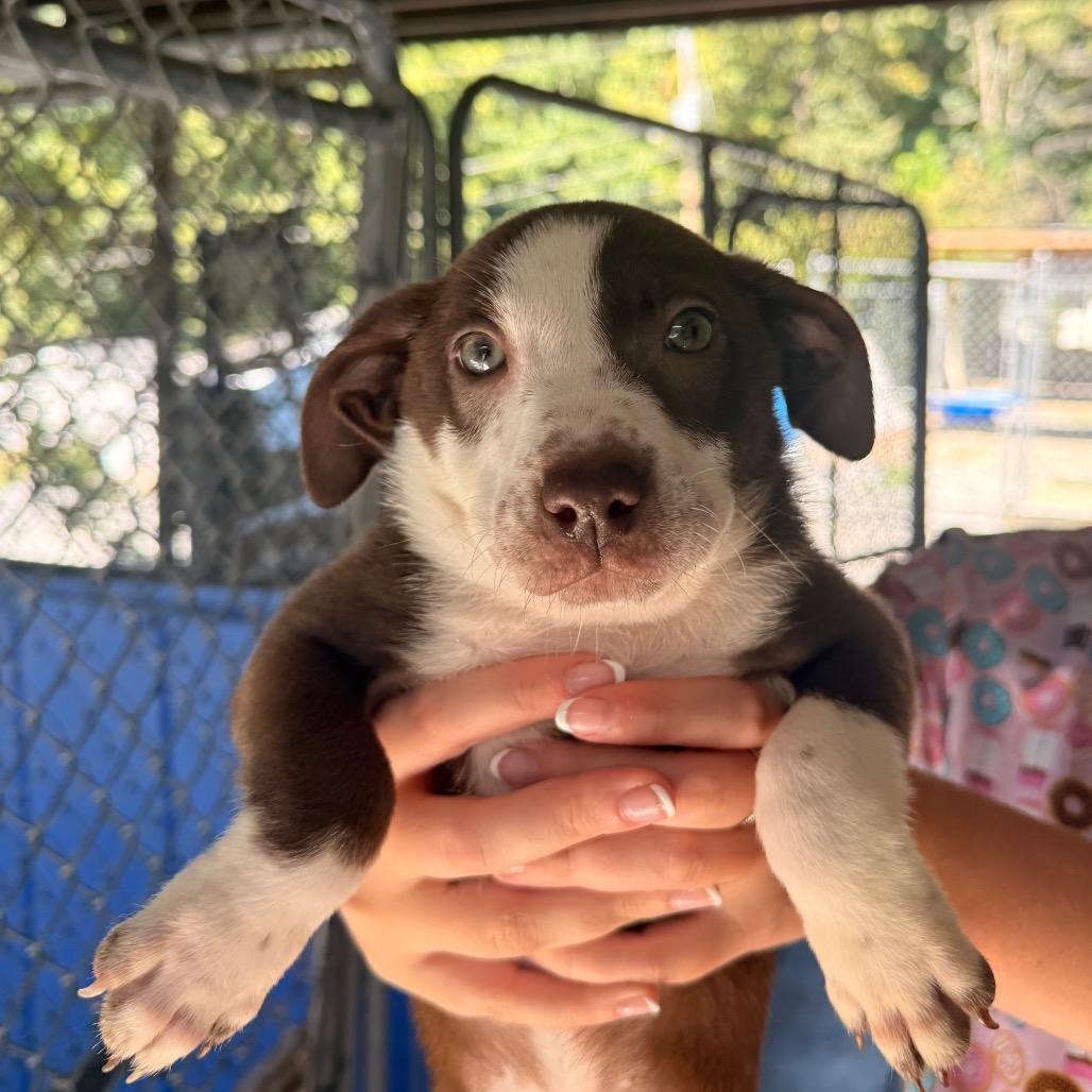 Enlarge Arya, a Adoptable mixed breed in Franklin, NC image 4/6
