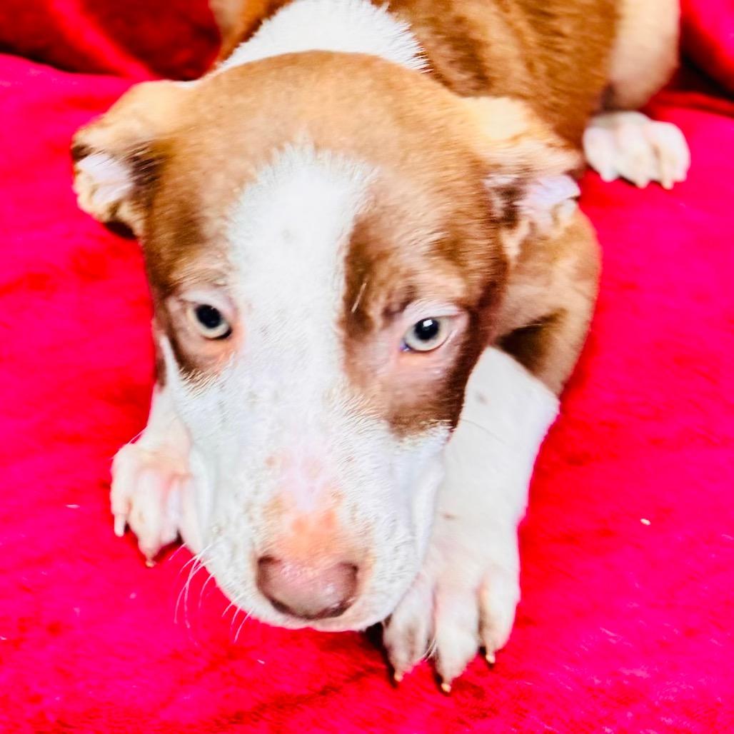 Enlarge Arya, a Adoptable mixed breed in Franklin, NC image 5/6