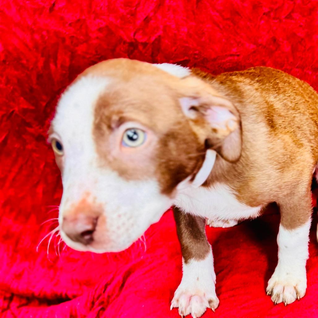 Enlarge Arya, a Adoptable mixed breed in Franklin, NC image 6/6