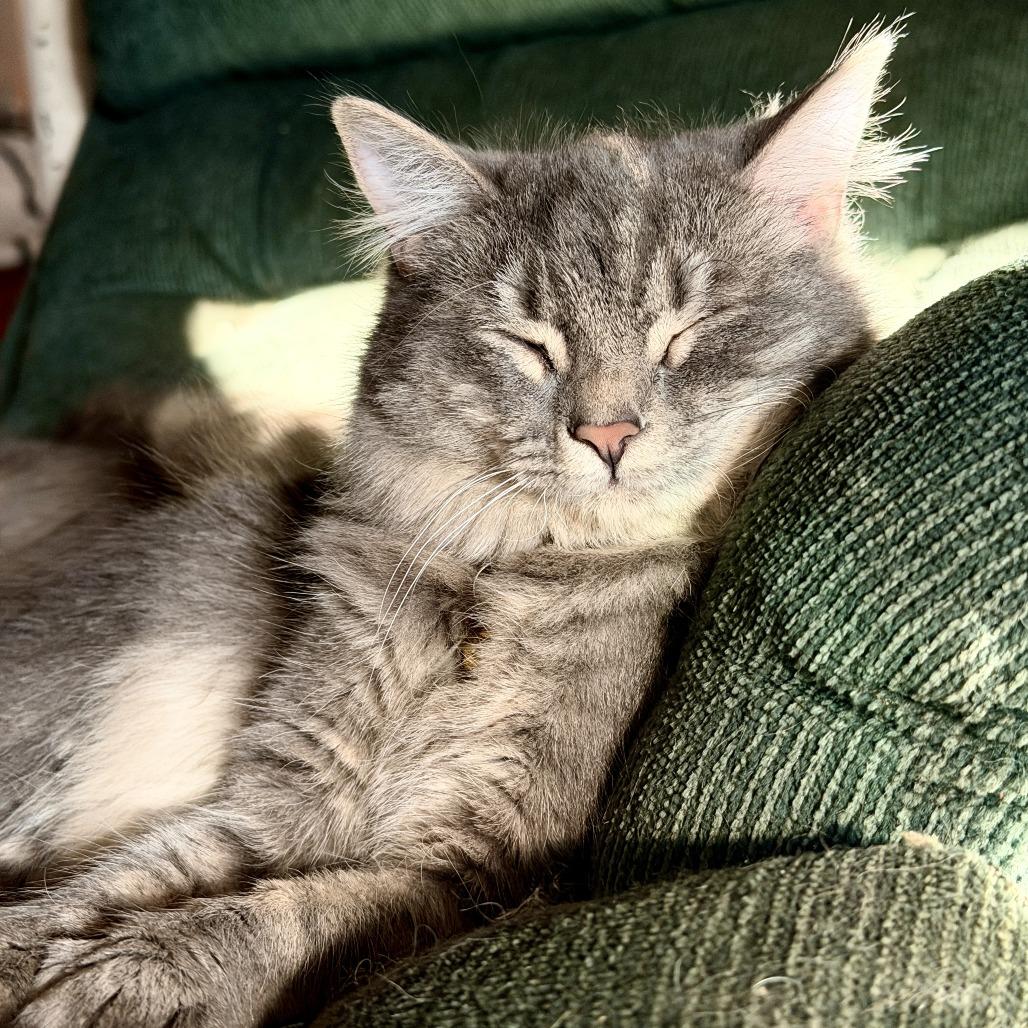 Arden, Adoptable, Young Female Domestic Long Hair.