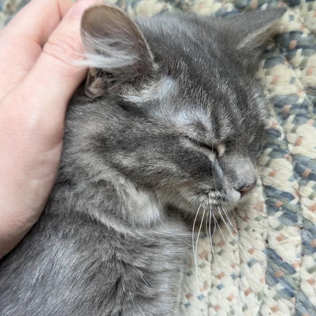 Enlarge Arden, a Adoptable Domestic Long Hair in HUNTERSVILLE, NC image 2/6