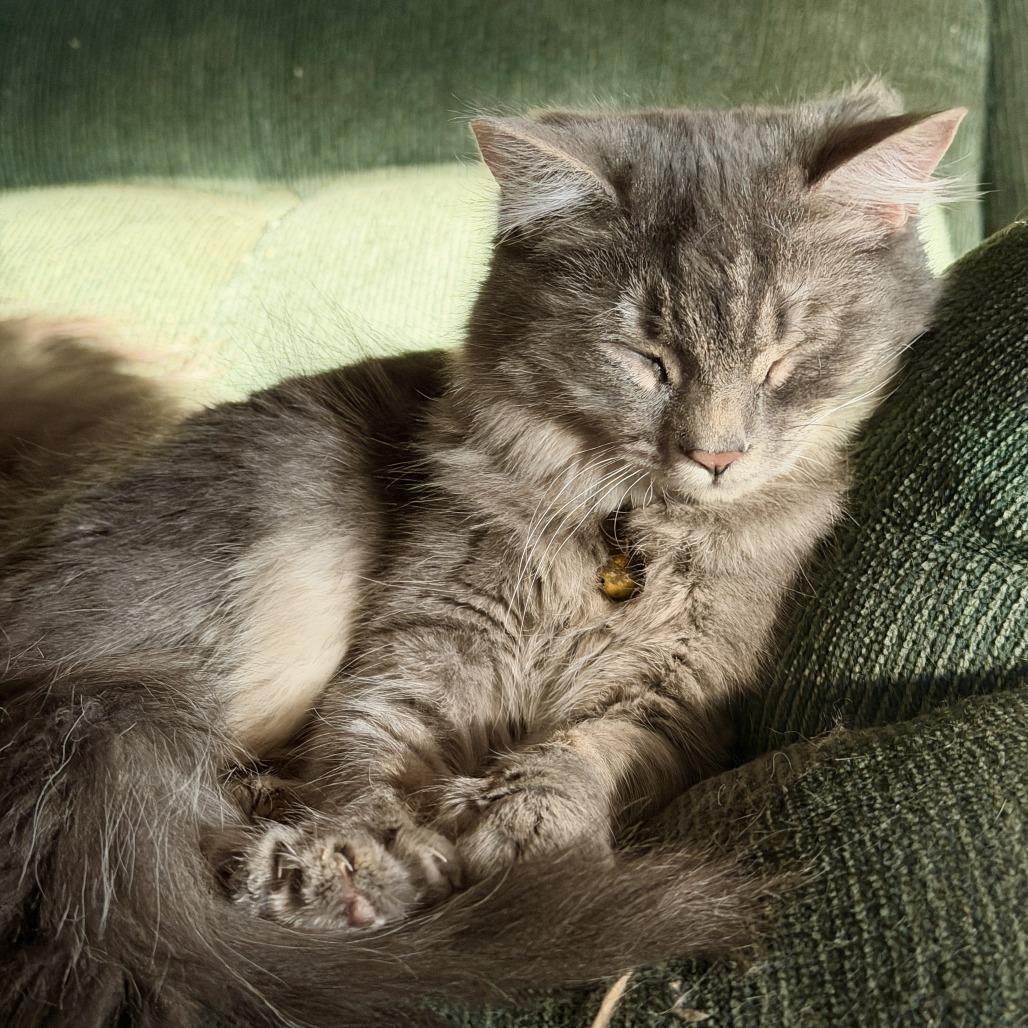 Enlarge Arden, a Adoptable Domestic Long Hair in HUNTERSVILLE, NC image 3/6