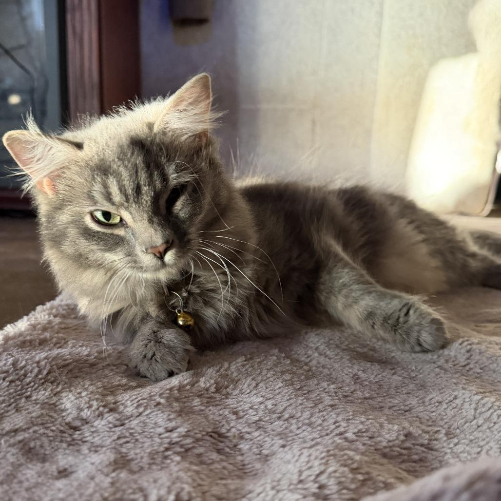 Enlarge Arden, a Adoptable Domestic Long Hair in HUNTERSVILLE, NC image 4/6