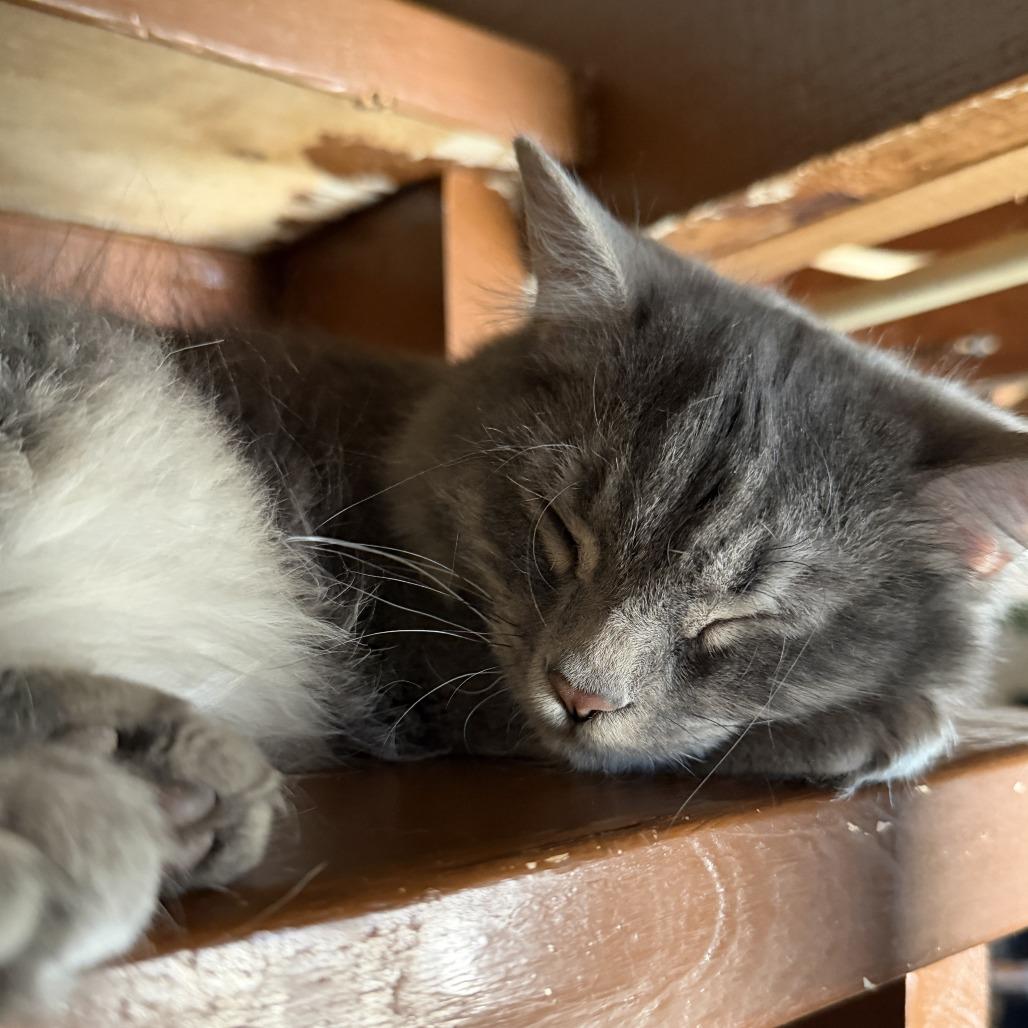 Enlarge Arden, a Adoptable Domestic Long Hair in HUNTERSVILLE, NC image 5/6