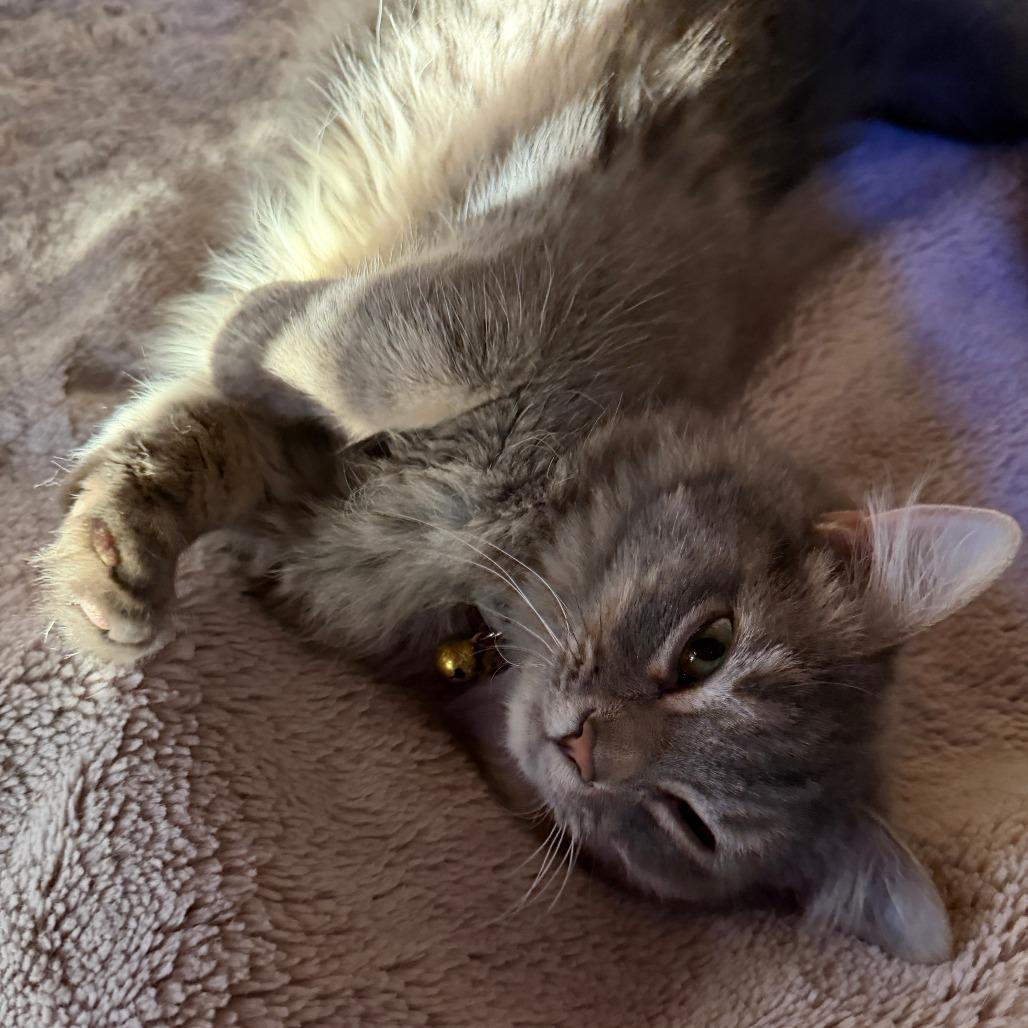 Enlarge Arden, a Adoptable Domestic Long Hair in HUNTERSVILLE, NC image 6/6