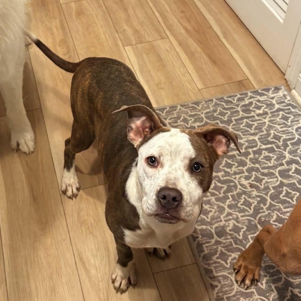 Enlarge Birdie, an adopted mixed breed in Indianapolis, IN image 2/5