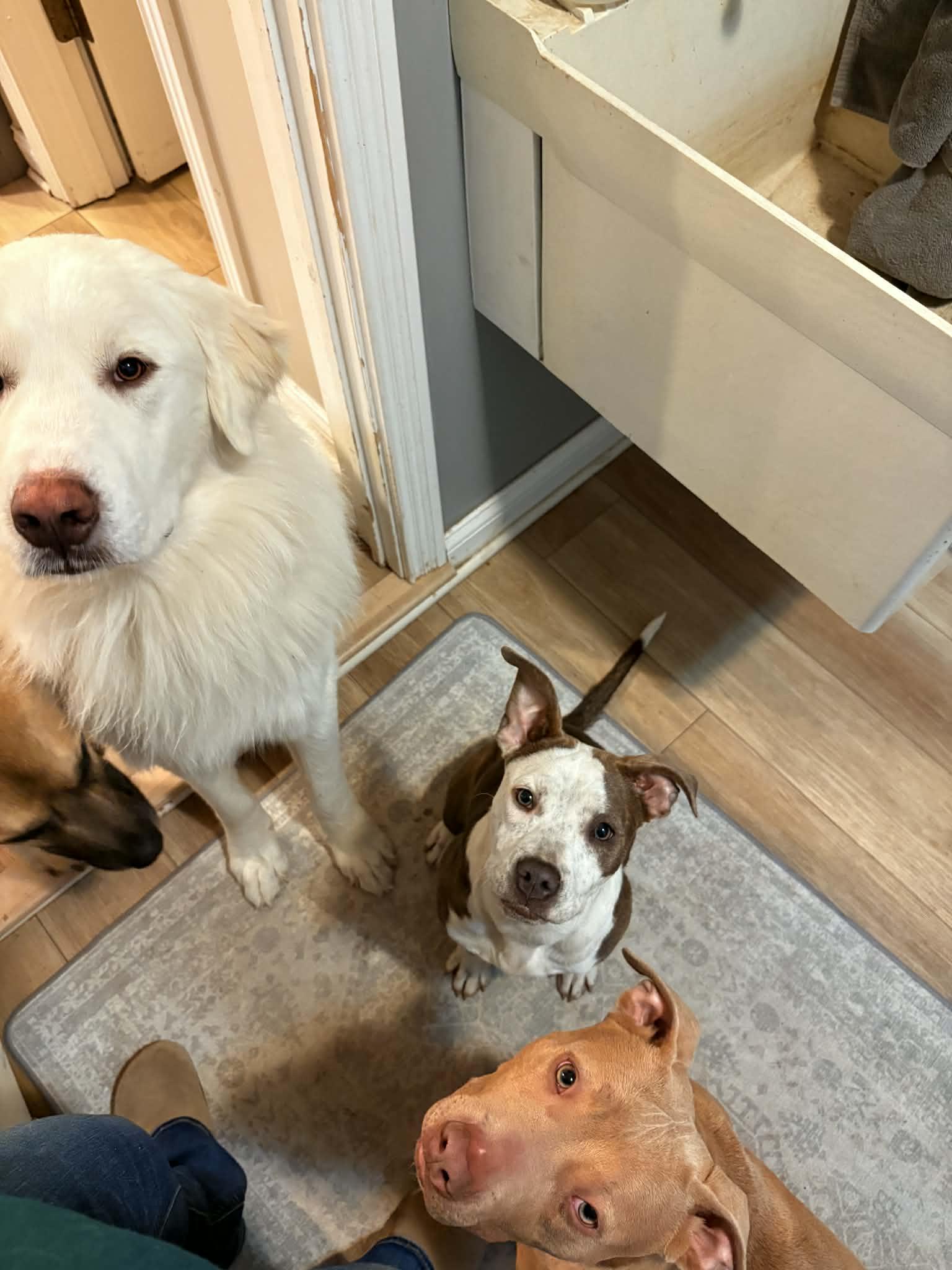 Birdie — thumbnail 3