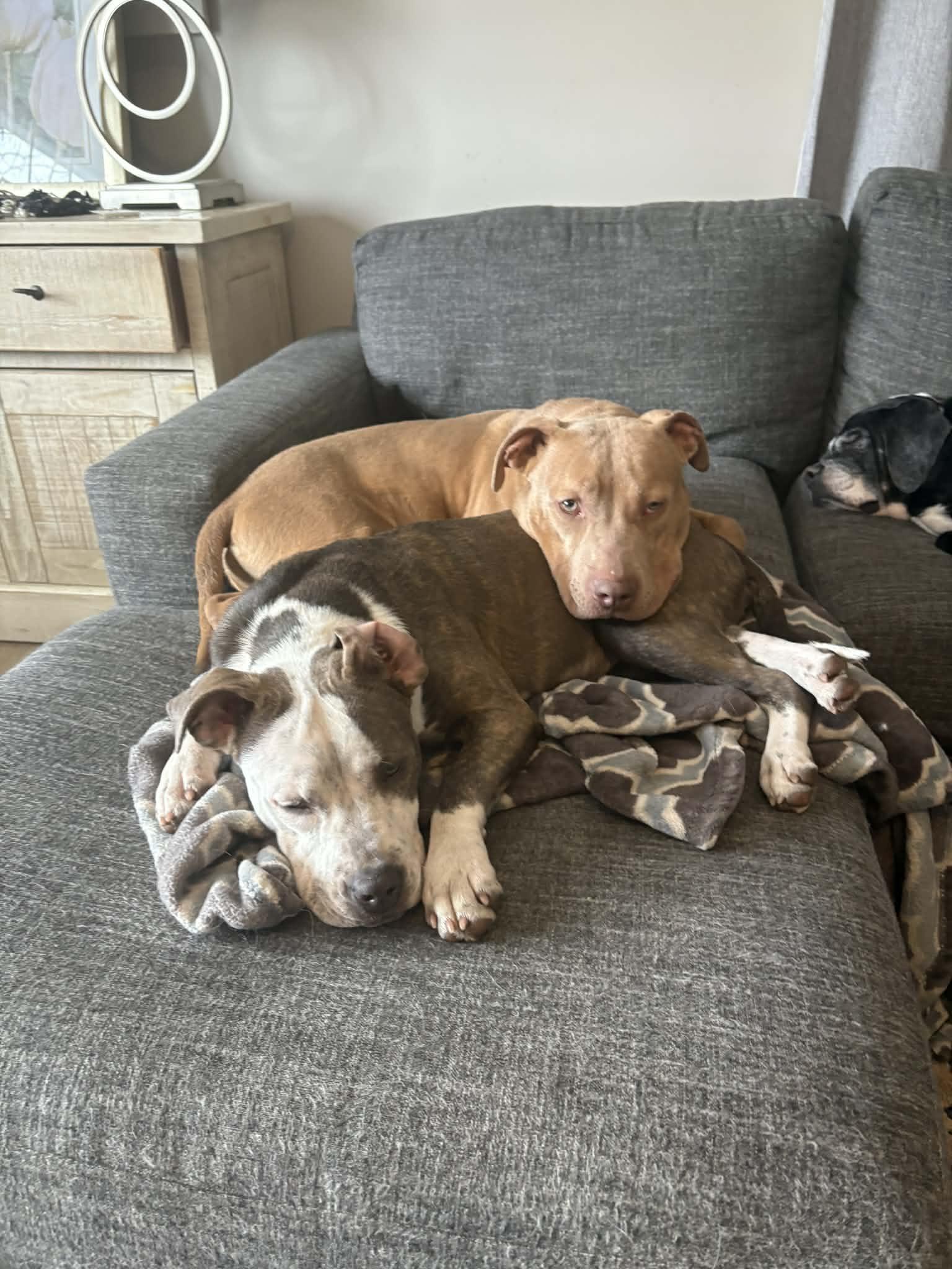 Birdie — thumbnail 4