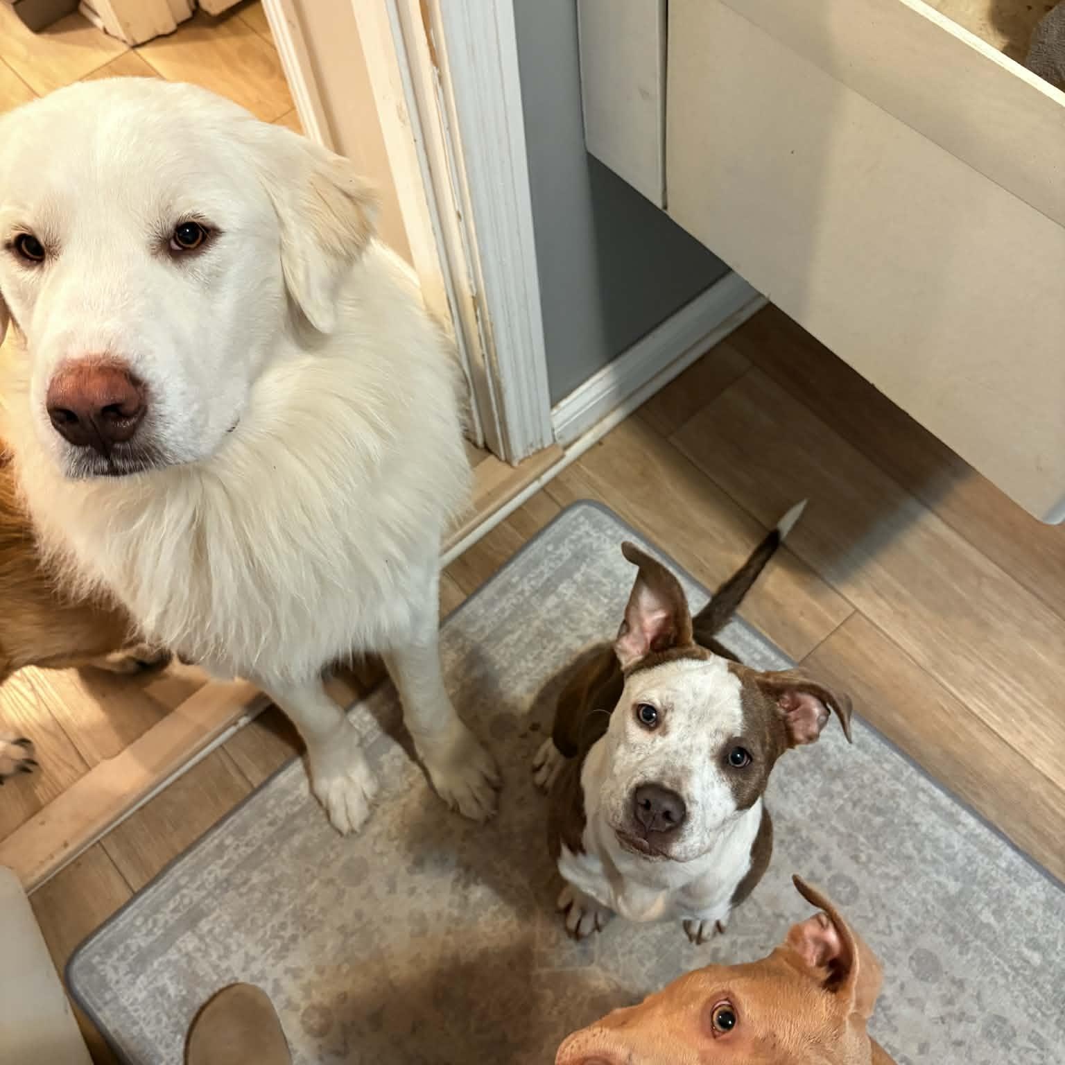 Enlarge Birdie, an adopted mixed breed in Indianapolis, IN image 5/5