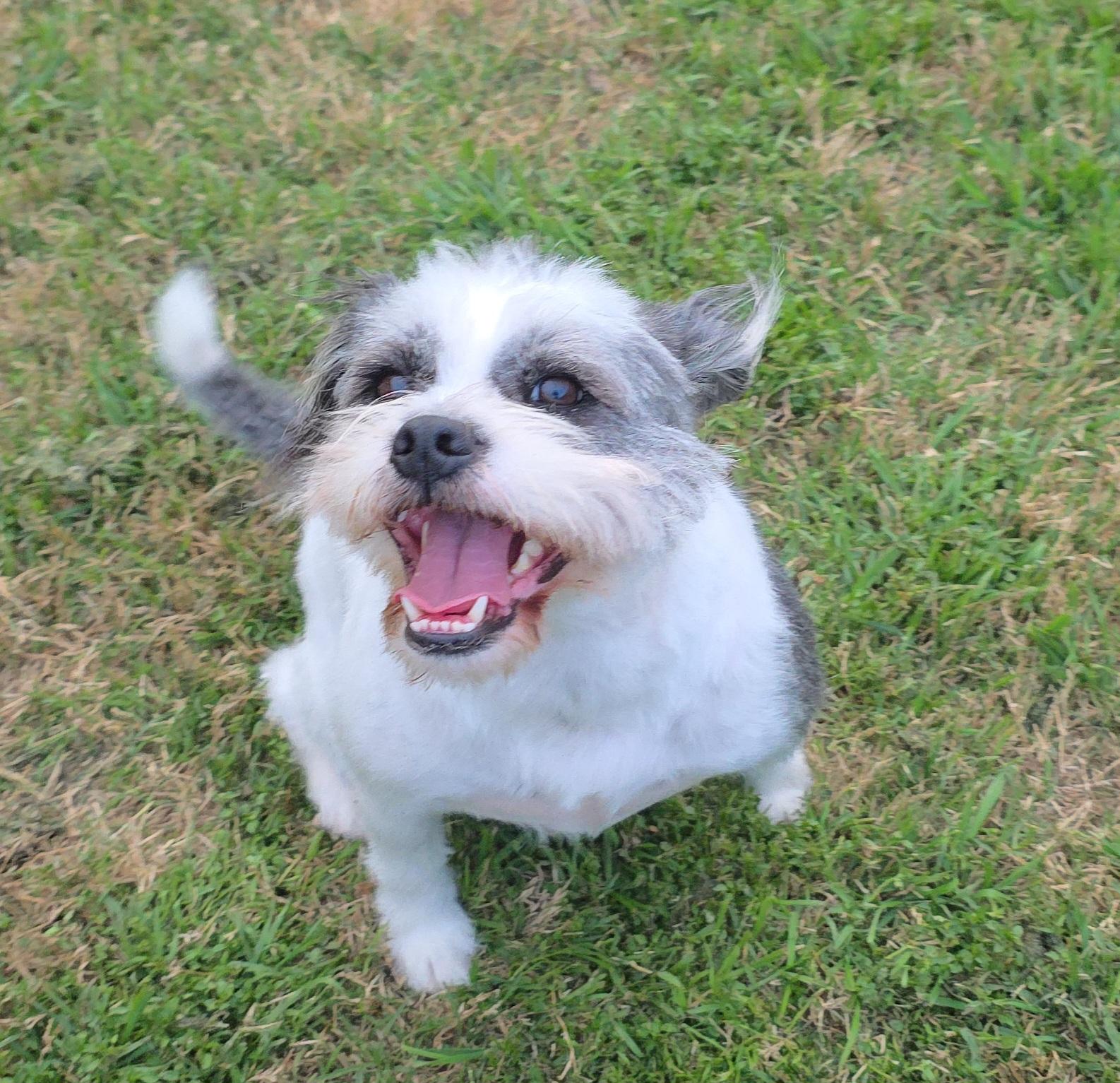 Sugar-Snap SL13968-Thw, a Adoptable mixed breed in Salem, OR image 4/6