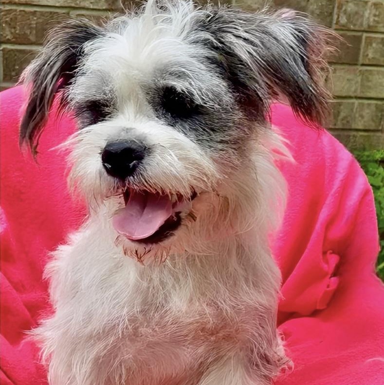 Sugar-Snap SL13968-Thw, a Adoptable mixed breed in Salem, OR image 3/6