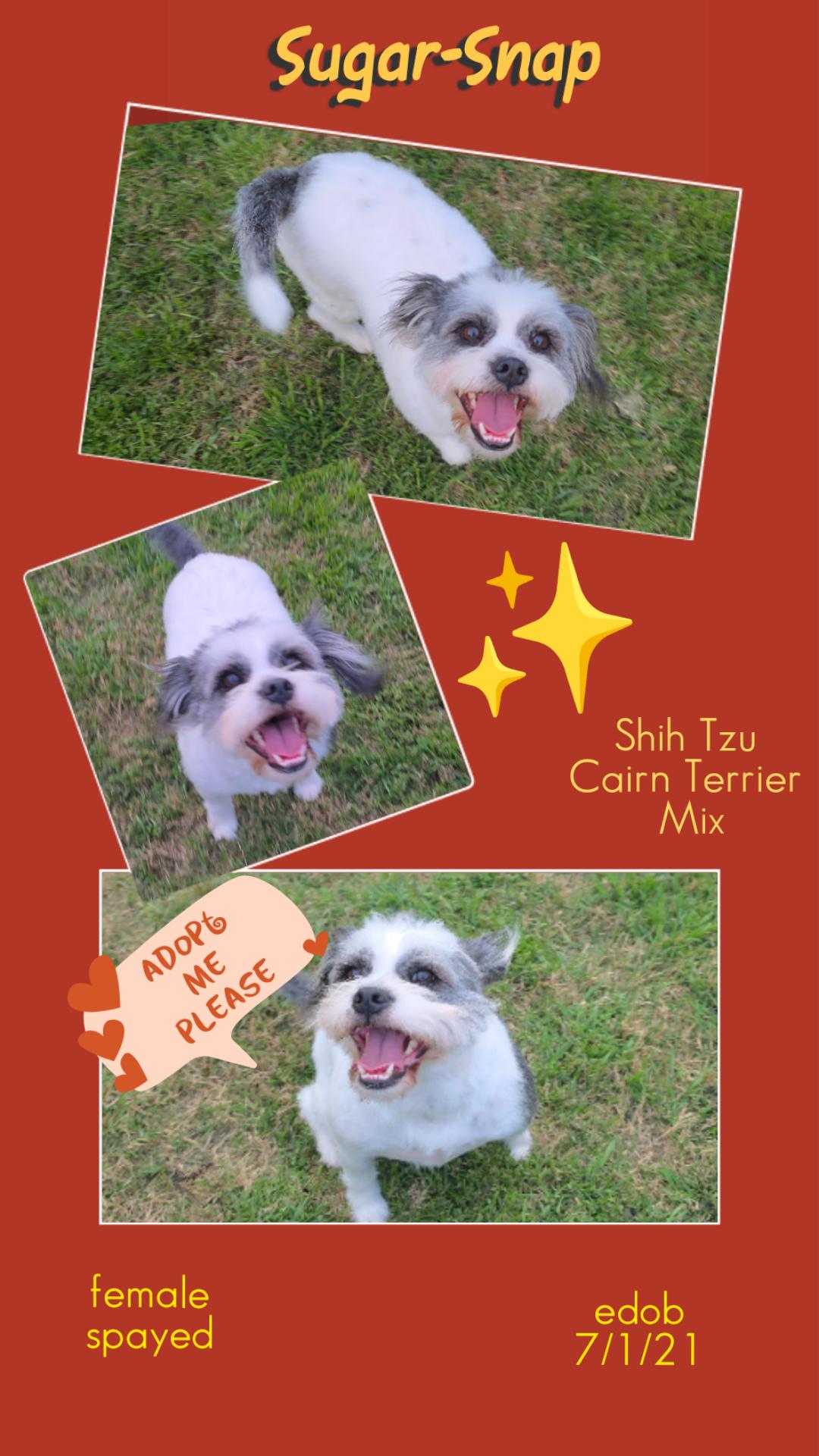 Sugar-Snap SL13968-Thw, a Adoptable mixed breed in Salem, OR image 1/6