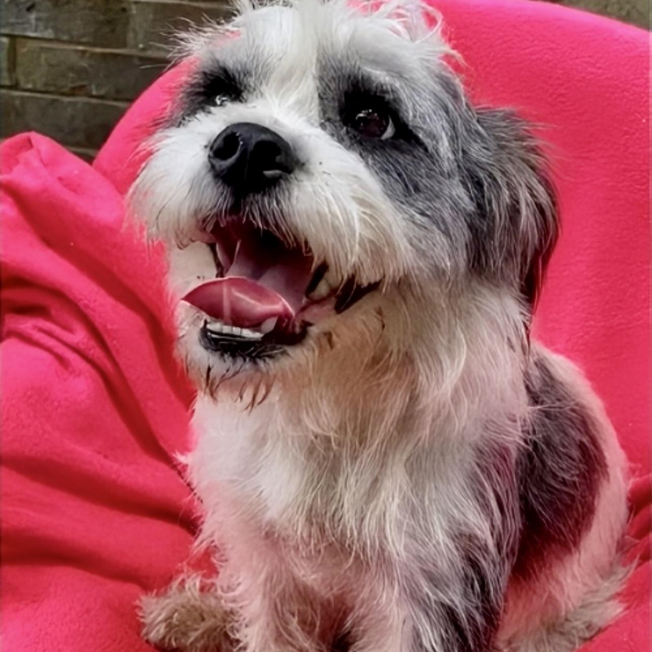 Sugar-Snap SL13968-Thw, a Adoptable mixed breed in Salem, OR image 2/6