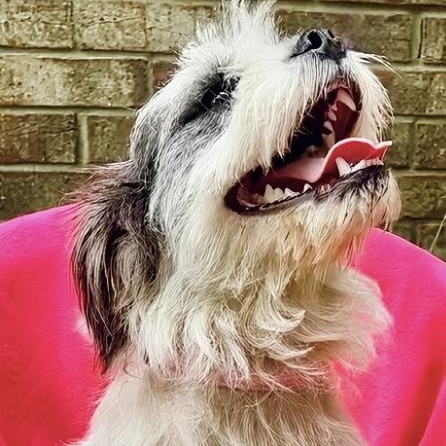 Sugar-Snap SL13968-Thw, a Adoptable mixed breed in Salem, OR image 5/6