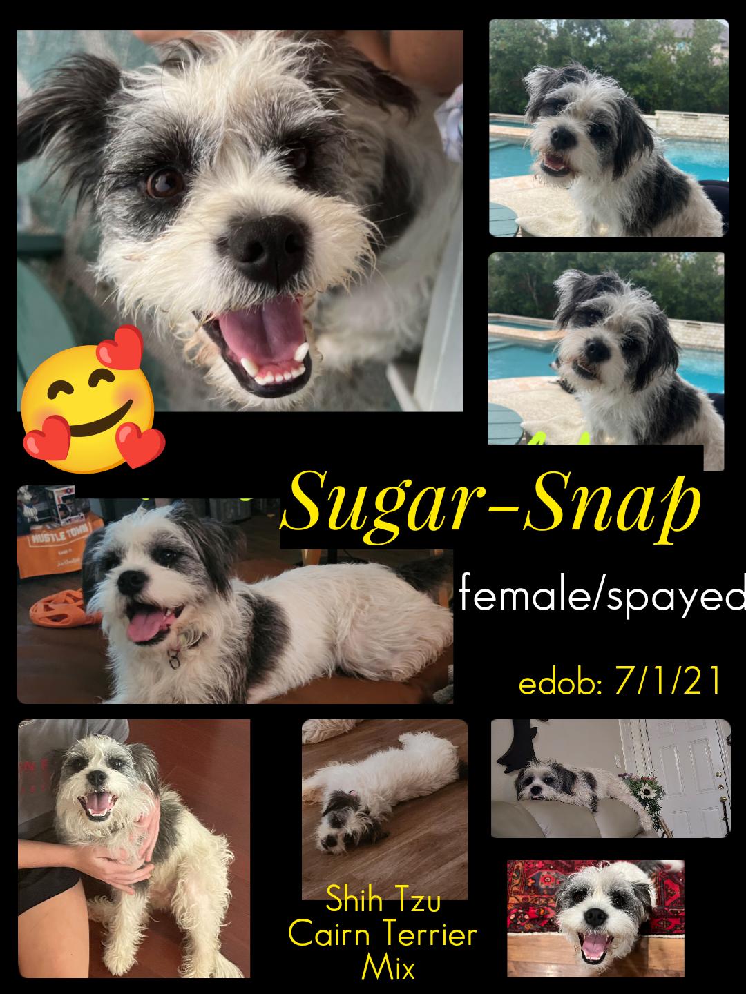 Sugar-Snap SL13968-Thw, a Adoptable mixed breed in Salem, OR image 6/6