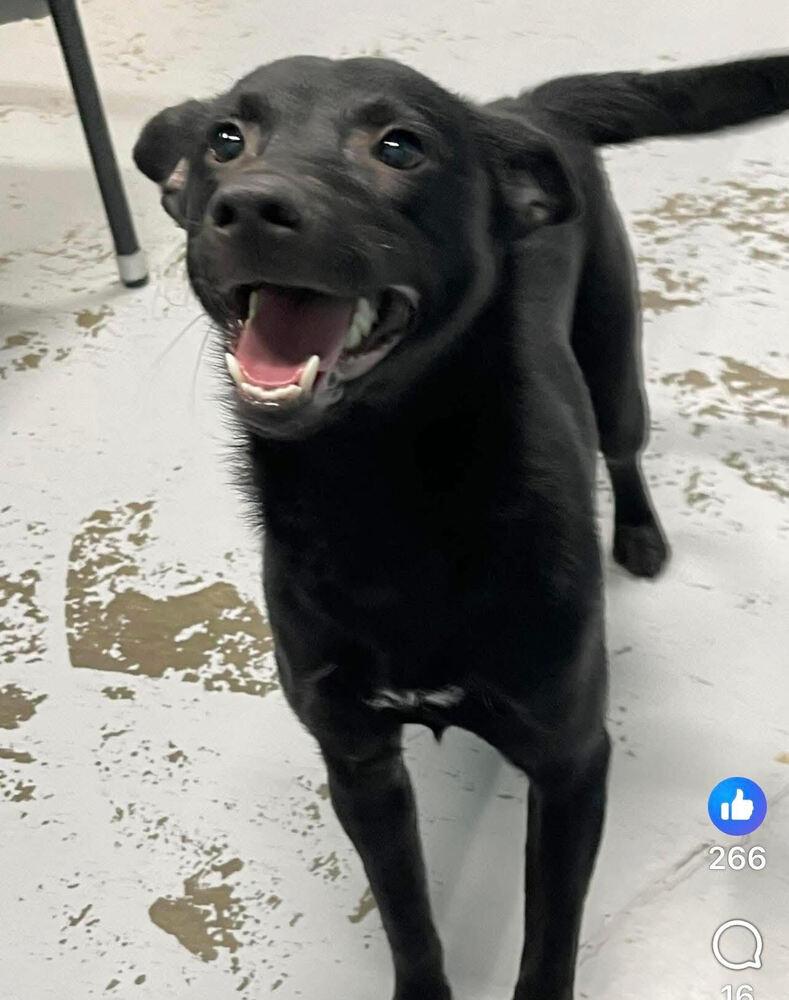 Penny, Adoptable, Young Female Mixed Breed.