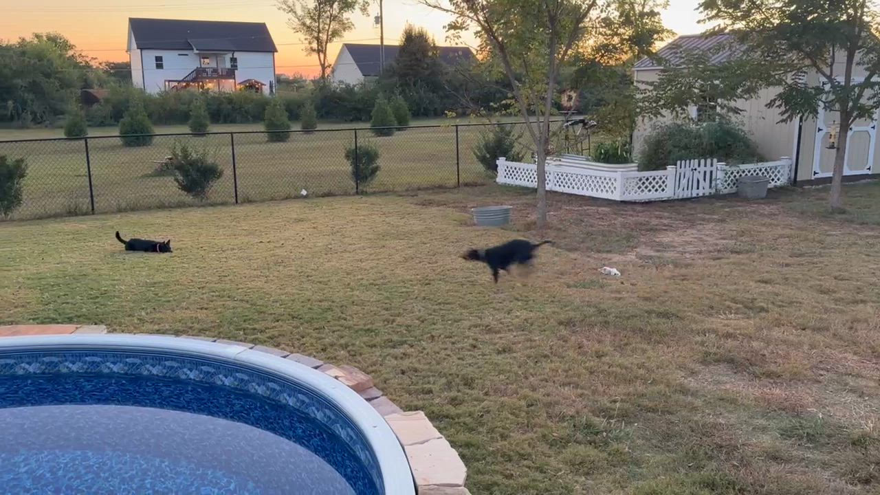 Enlarge Penny, a Adoptable Mixed Breed in Chattanooga, TN video 3/4