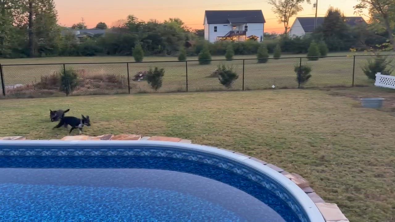 Enlarge Penny, a Adoptable Mixed Breed in Chattanooga, TN video 4/4