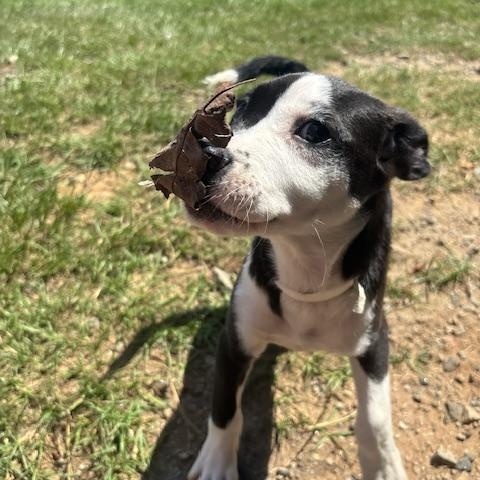 Romeo, Baby Male Boston Terrier