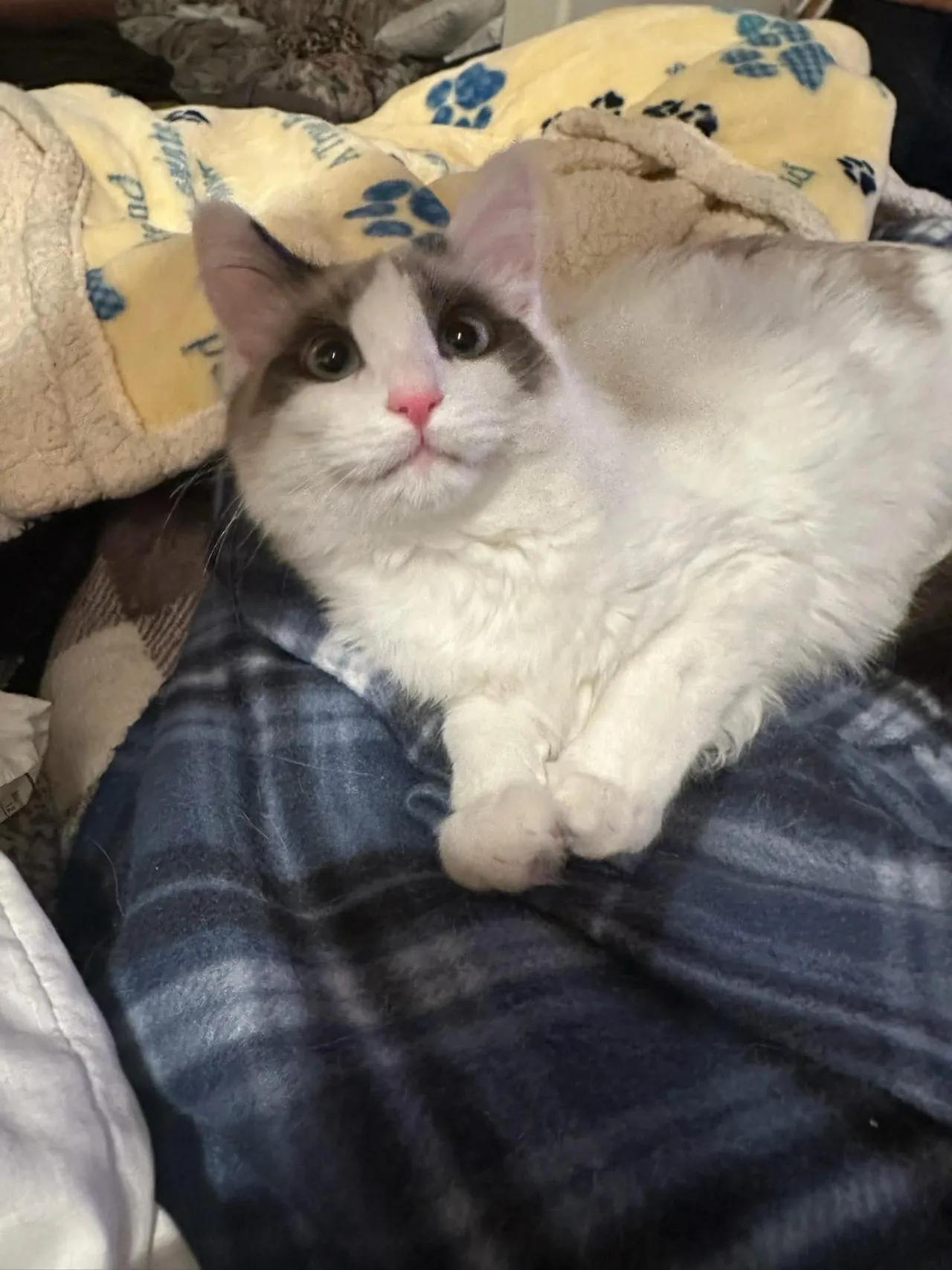 Enlarge Snowball, a ADOPTABLE Siamese in Missoula, MT image 3/3