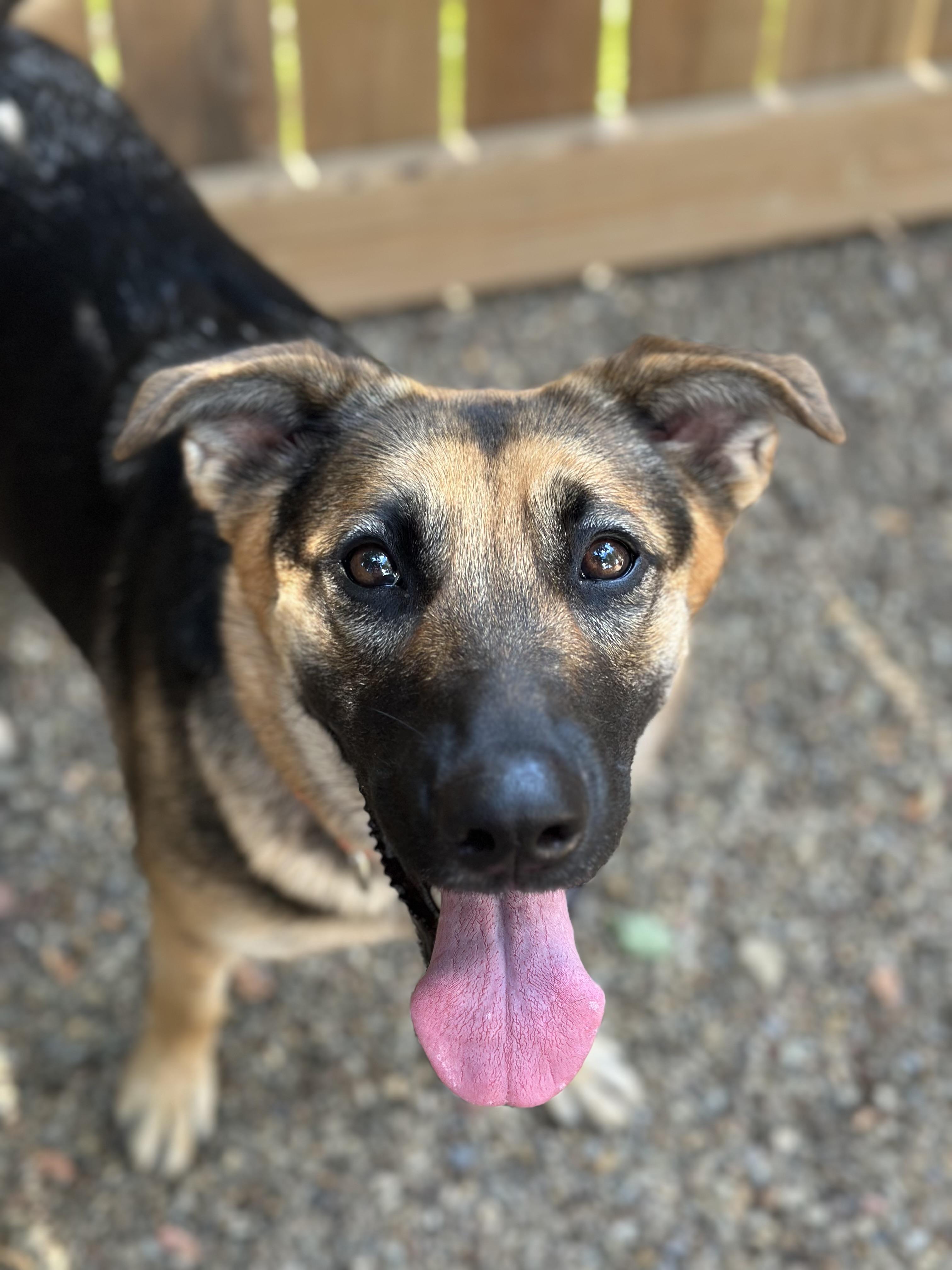 Enlarge Violet, a Adoptable German Shepherd Dog in Youngstown, OH image 6/6