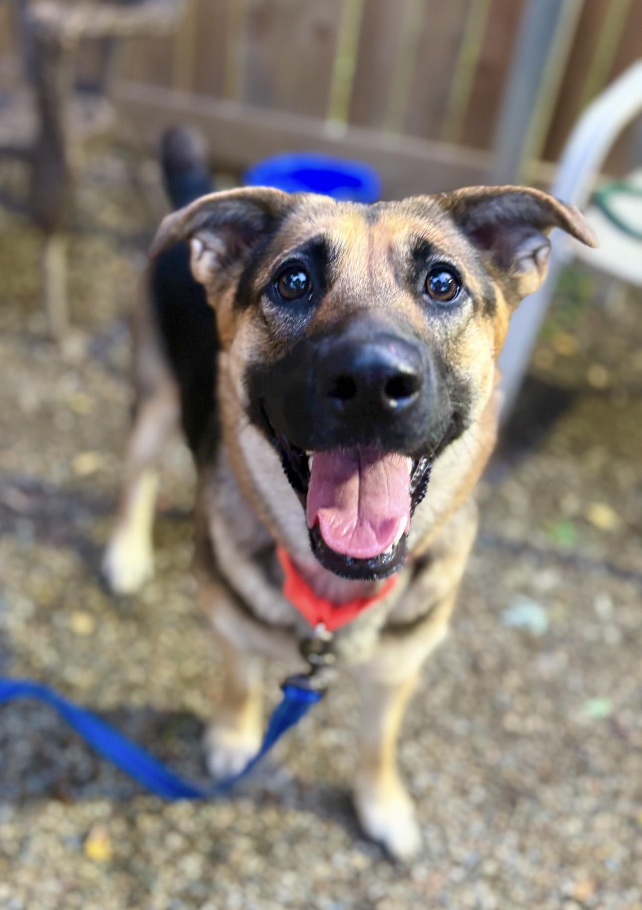 Enlarge Violet, a Adoptable German Shepherd Dog in Youngstown, OH image 4/6