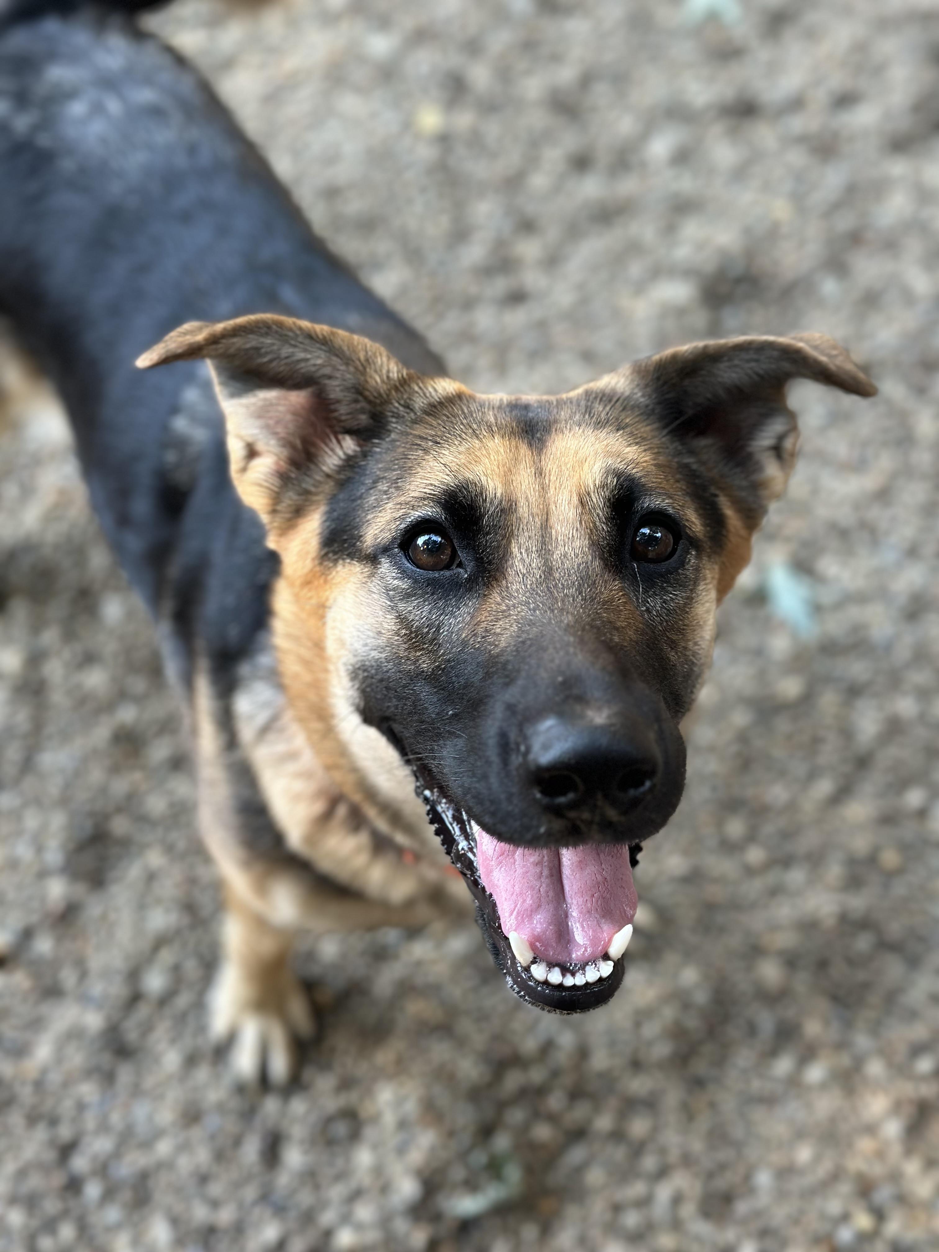 Enlarge Violet, a Adoptable German Shepherd Dog in Youngstown, OH image 5/6