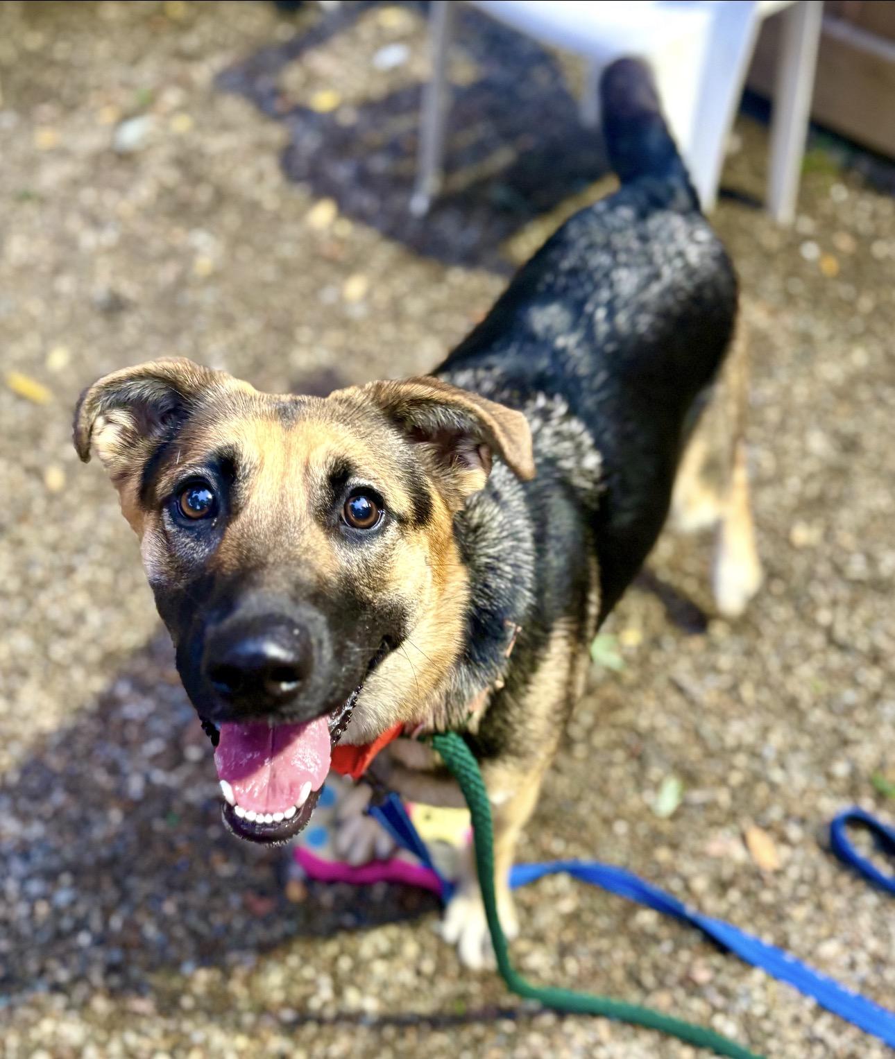 Violet, Adoptable, Young Female German Shepherd Dog.