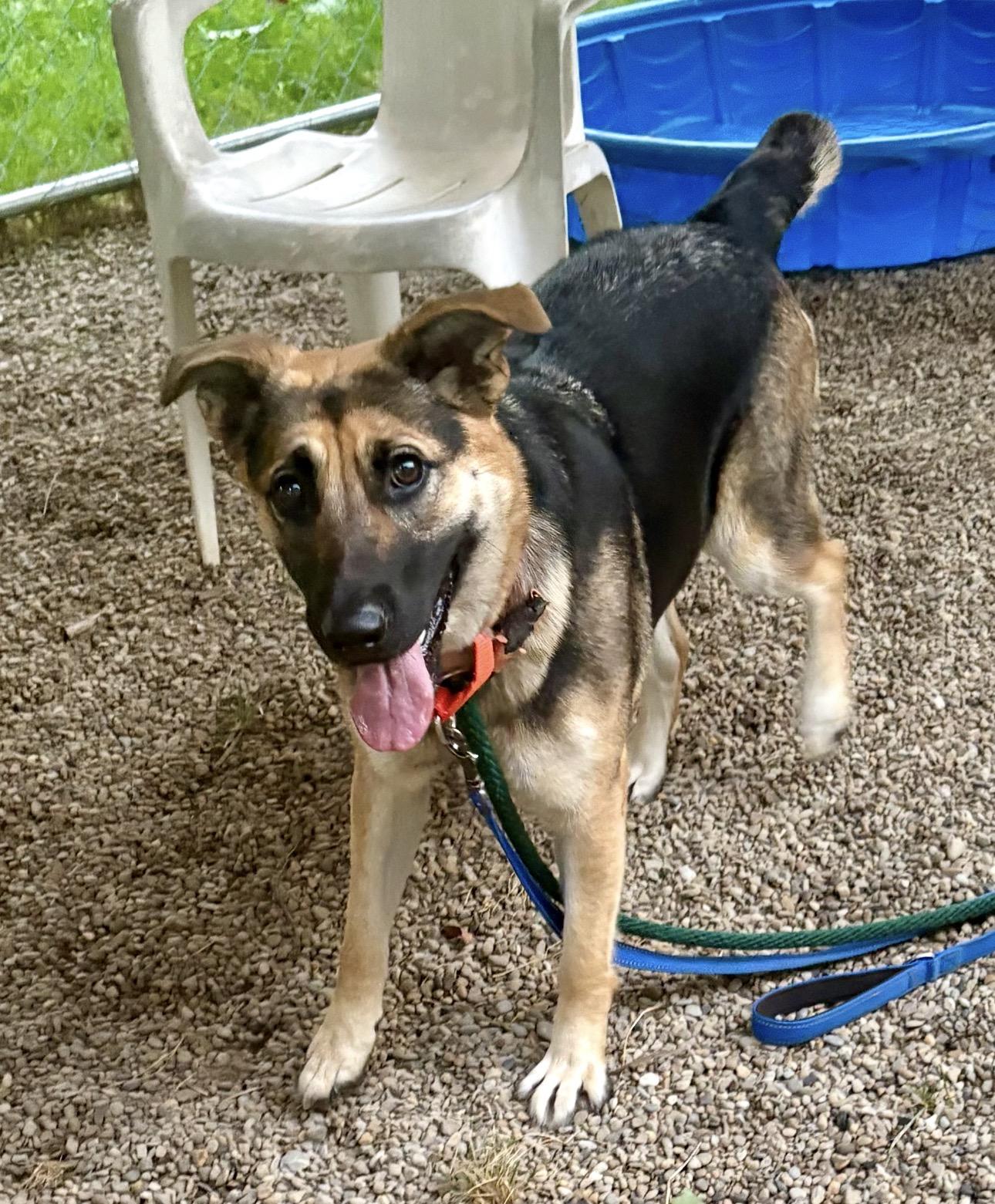 Enlarge Violet, a Adoptable German Shepherd Dog in Youngstown, OH image 3/6