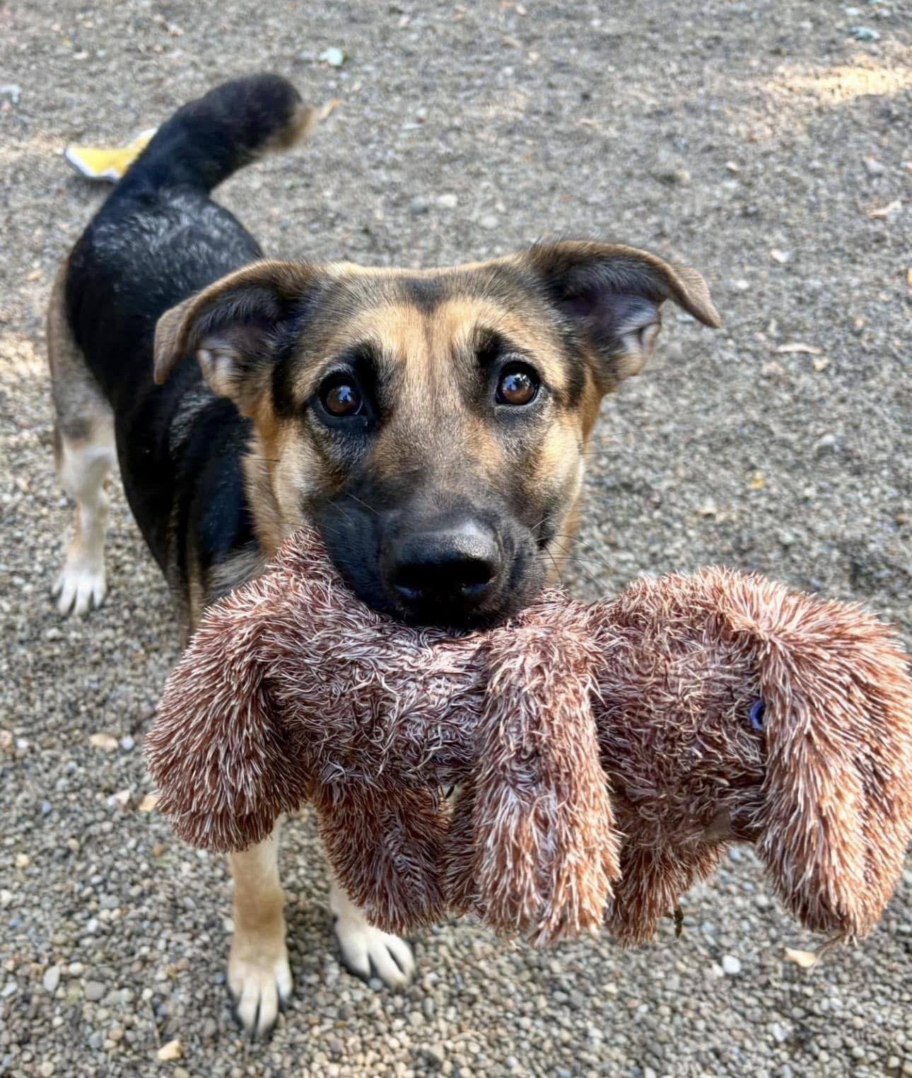 Enlarge Violet, a Adoptable German Shepherd Dog in Youngstown, OH image 1/6