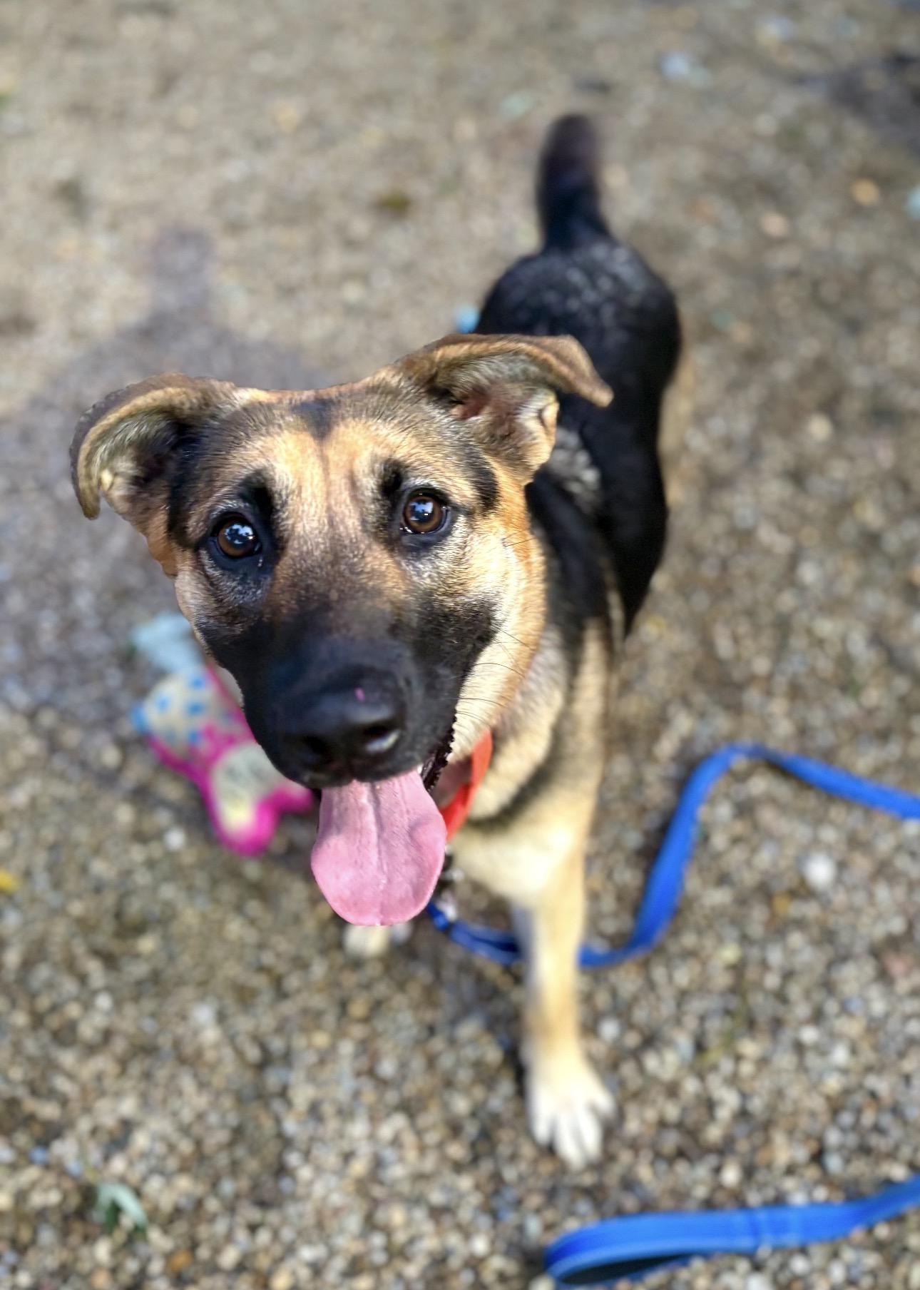 Enlarge Violet, a Adoptable German Shepherd Dog in Youngstown, OH image 2/6