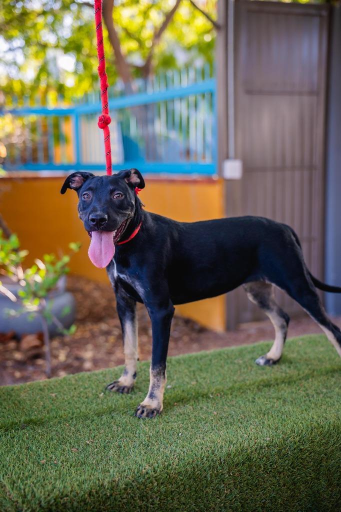 Enlarge Anastacia, a Adoptable mixed breed in Portland, OR image 1/6